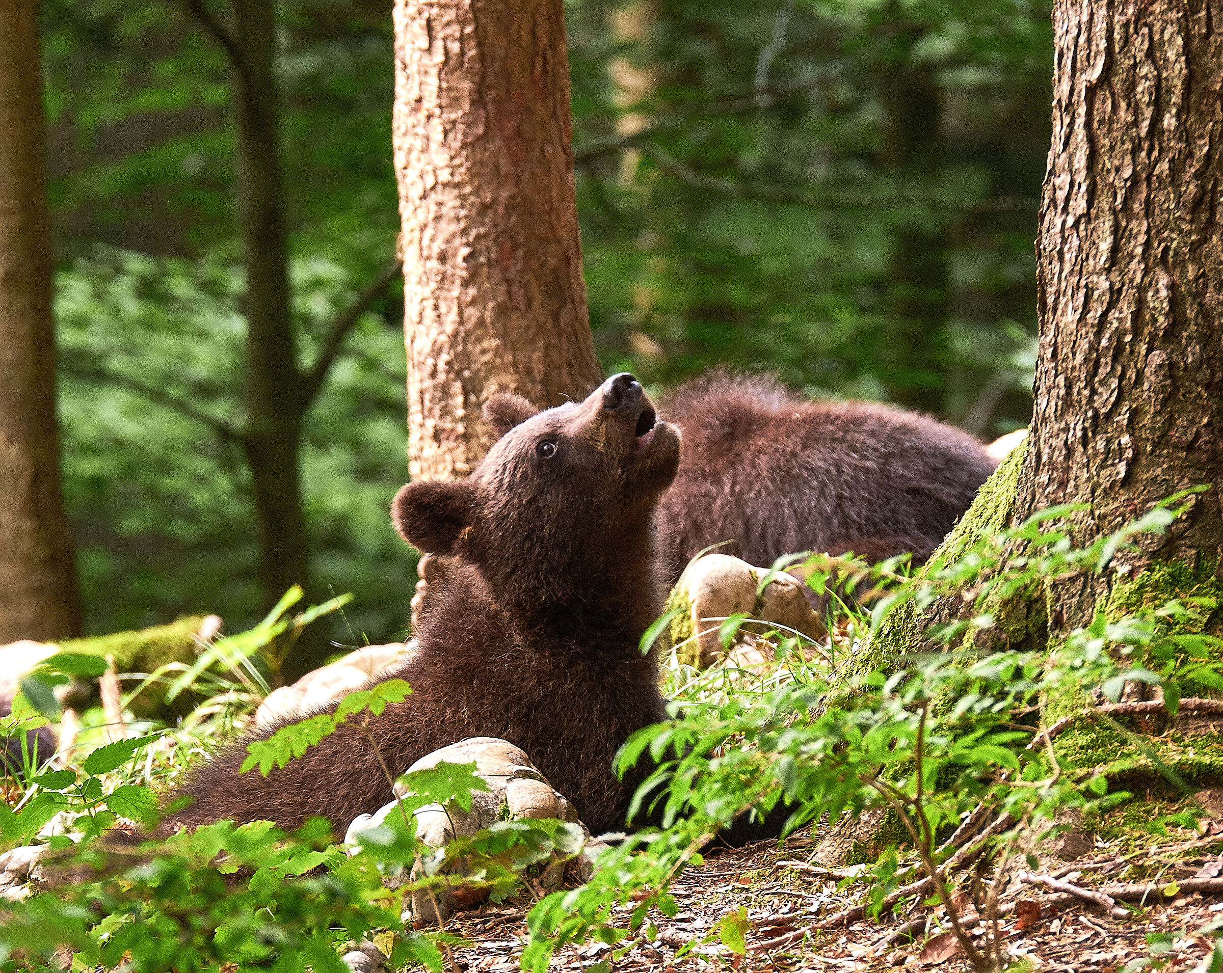con lo sguardo all'insù