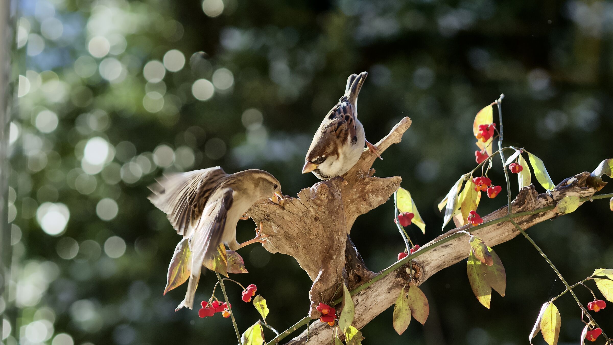 Sparrows