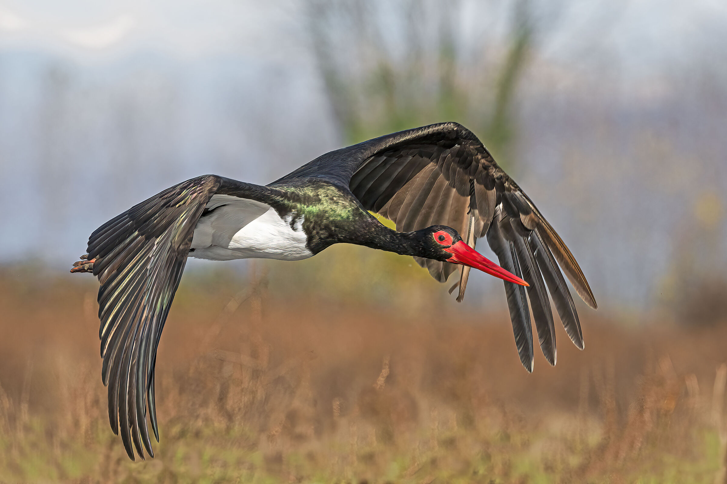 Black stork