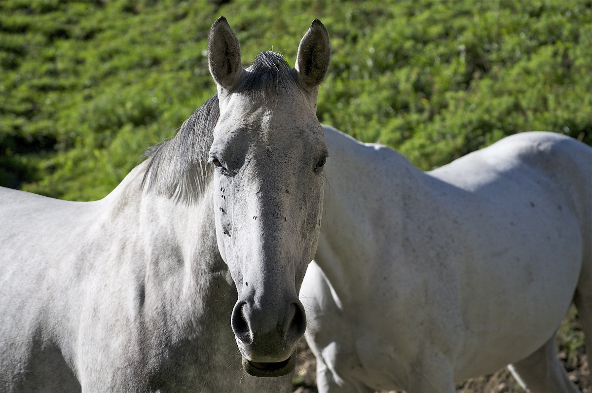 horse with one head and two bodies