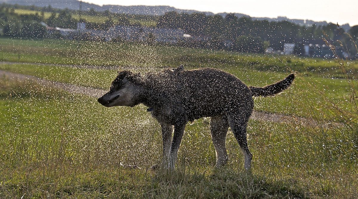 Basko after taking a bath