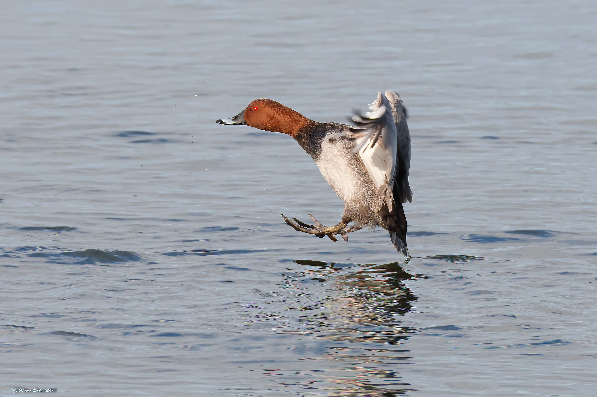 Perfect landing (Moriglione)
