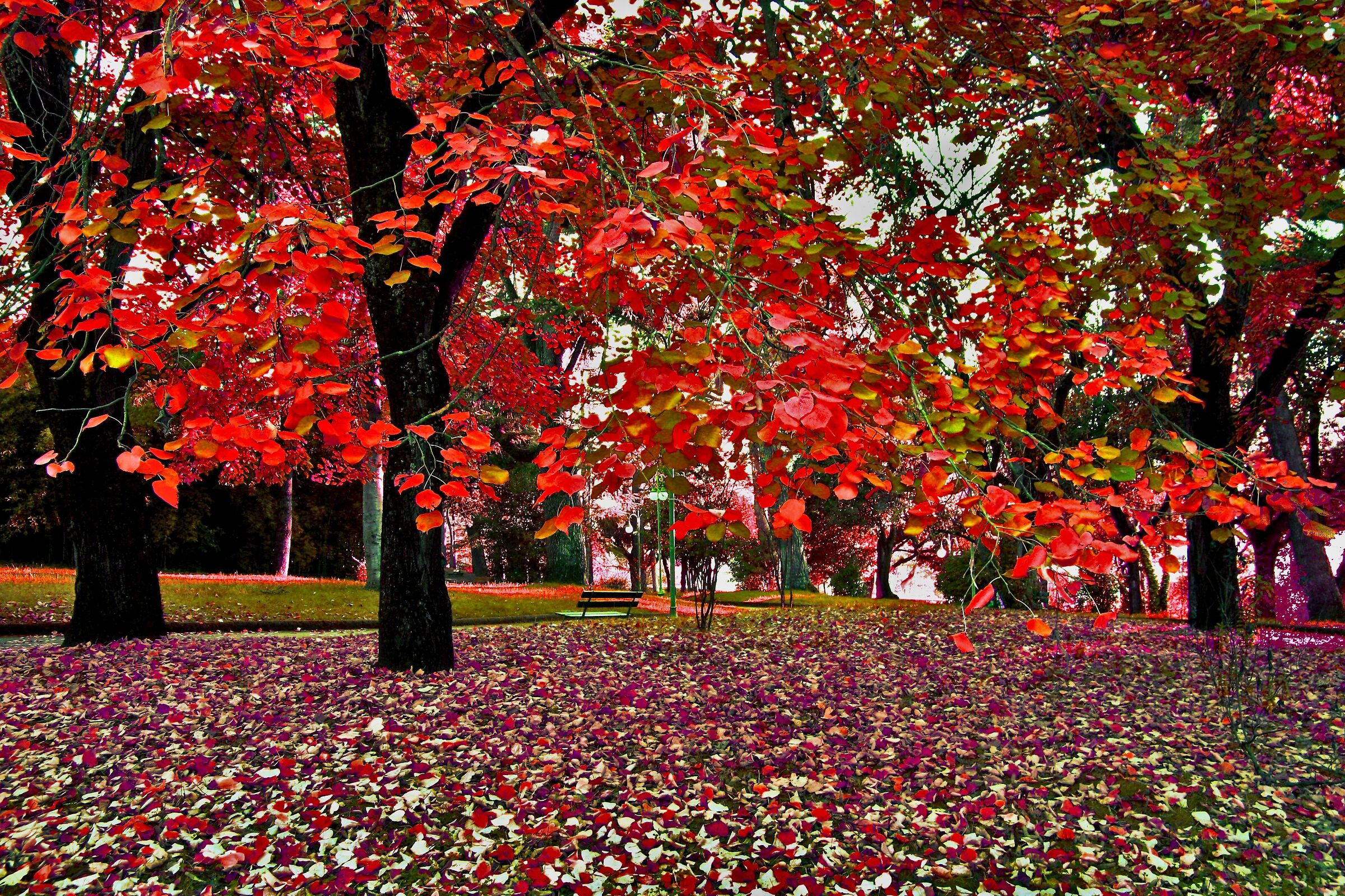 autumn in the park
