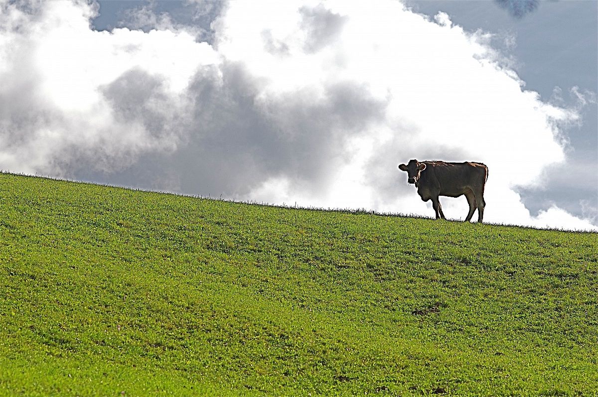 look at my front legs...