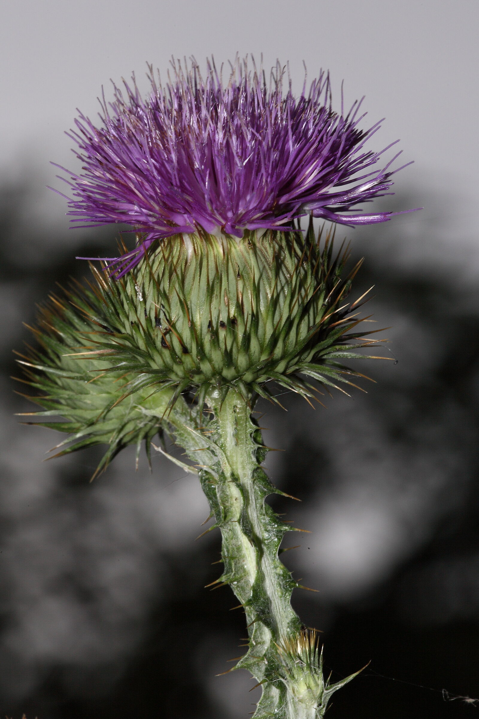 thistle