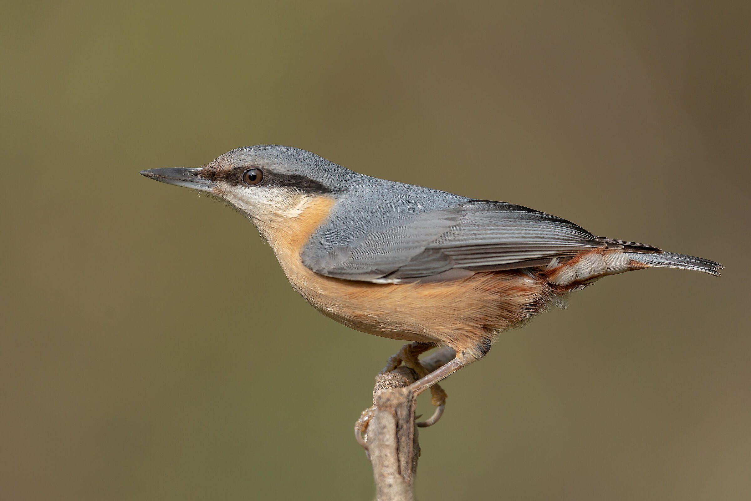 Wood nuthatch