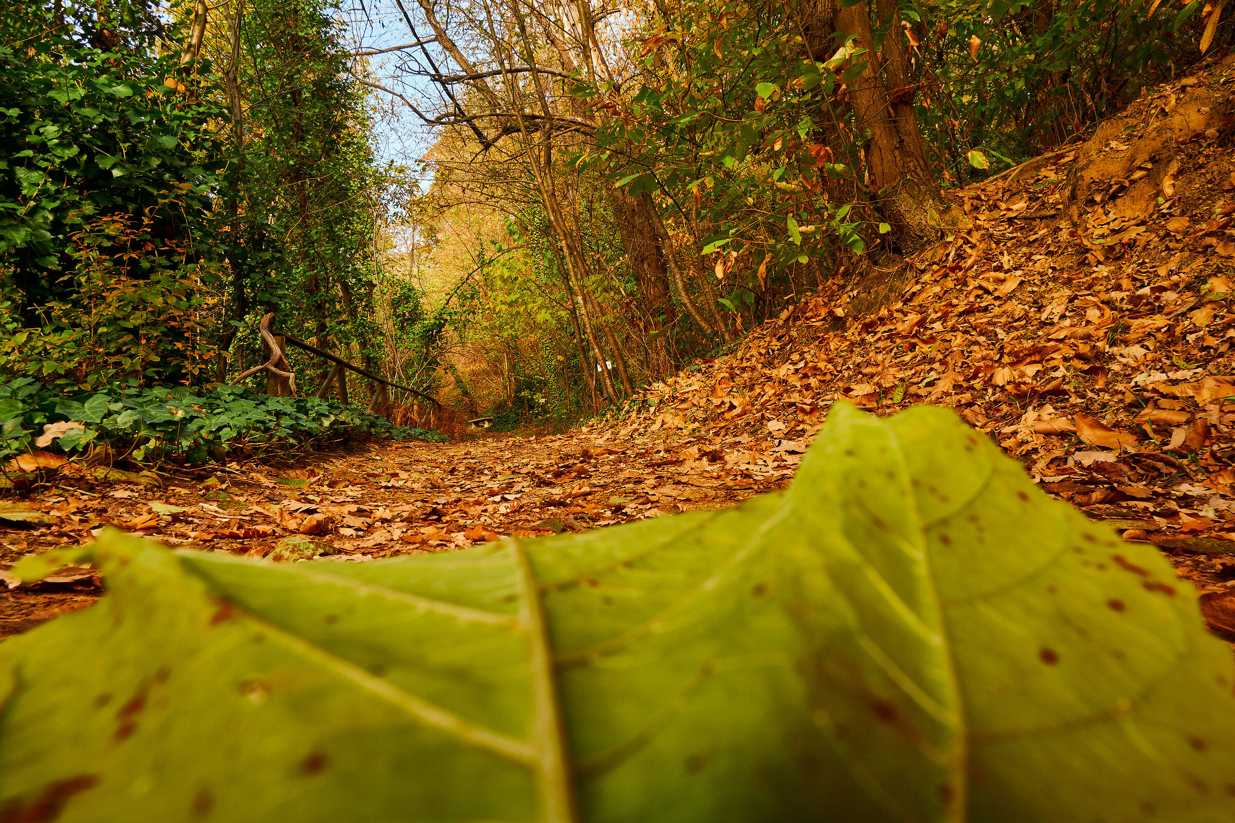 Viale con foglia