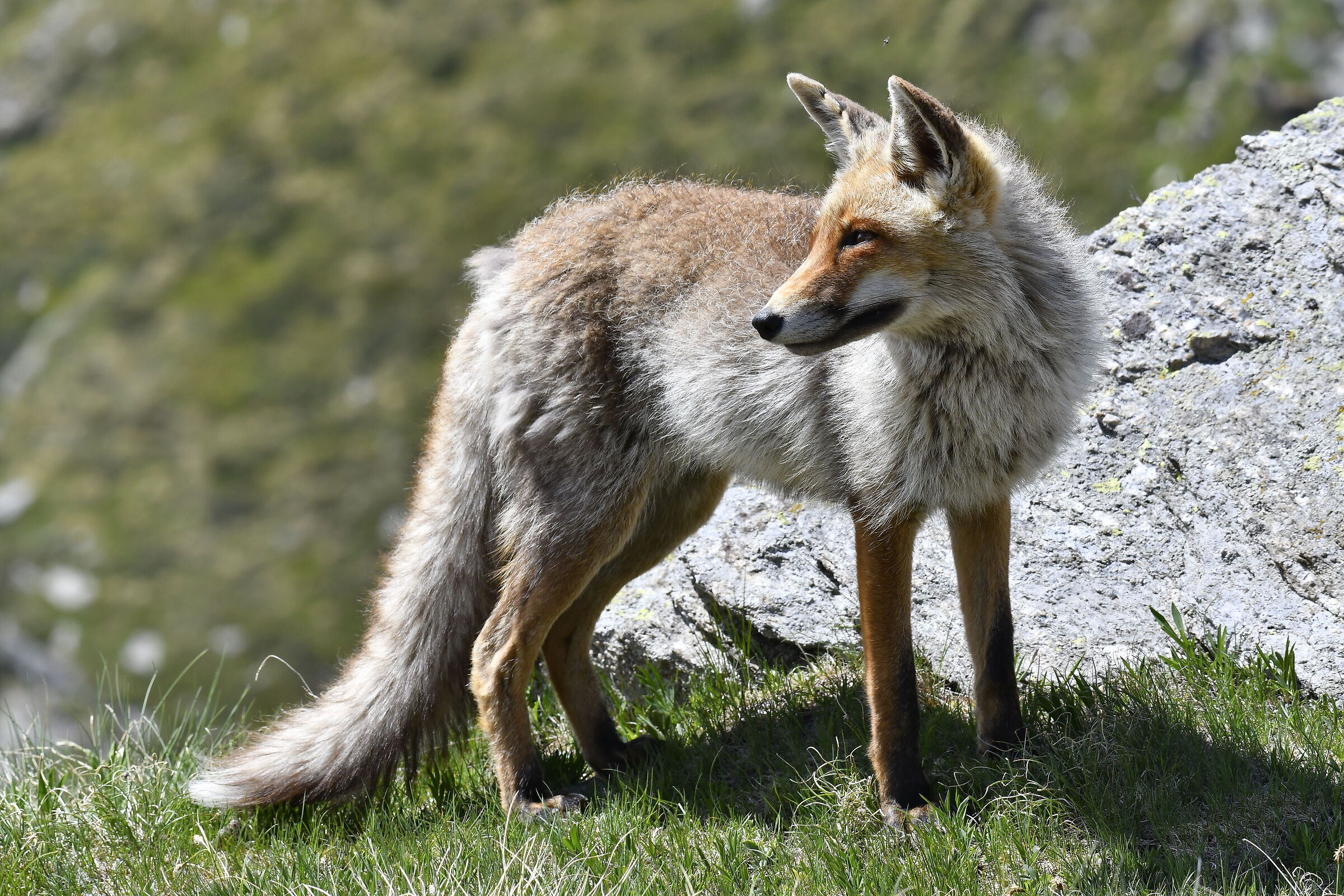 Mountain fox