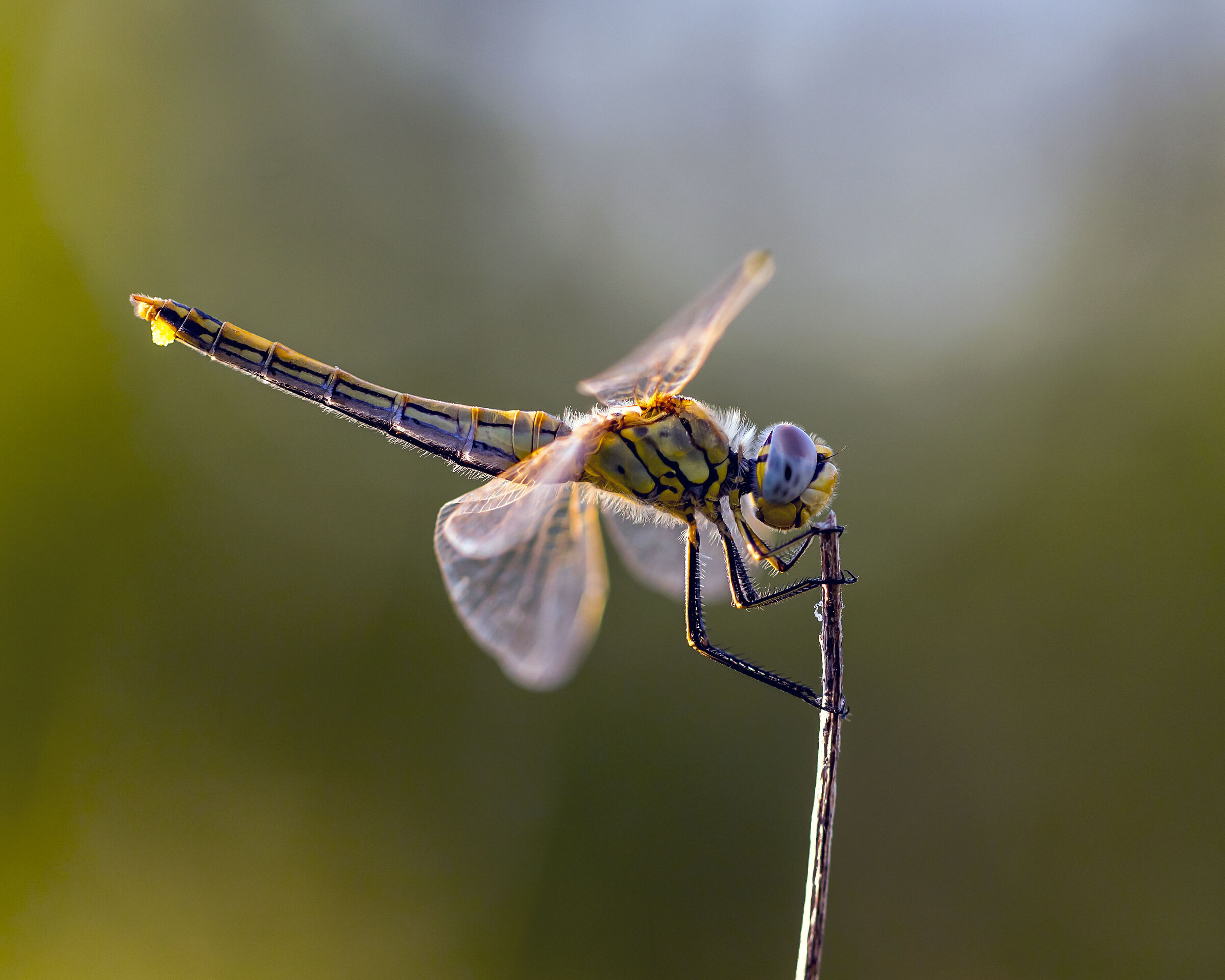 dragonfly