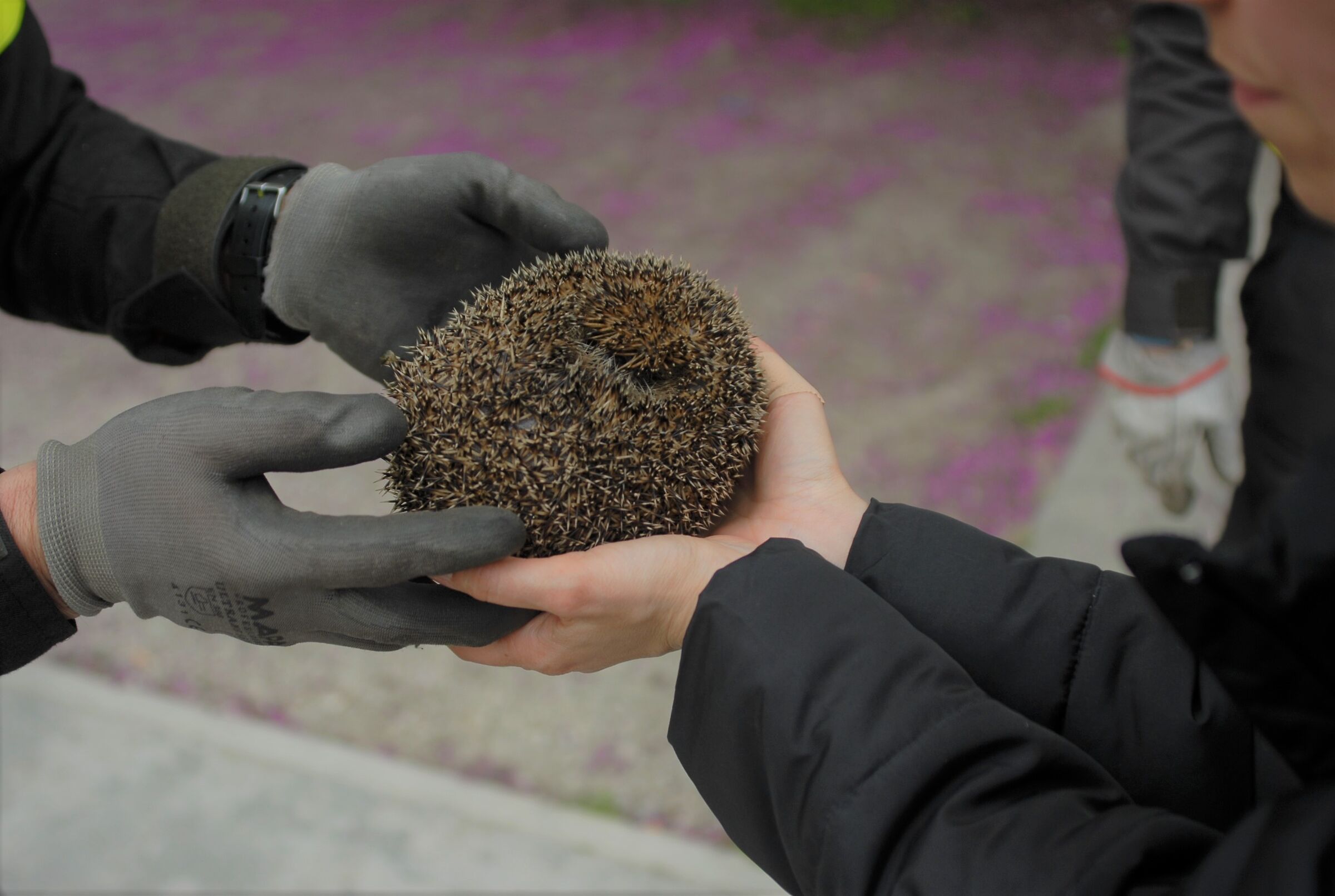 Un riccio salvato dalle acque - un affettuoso contatto