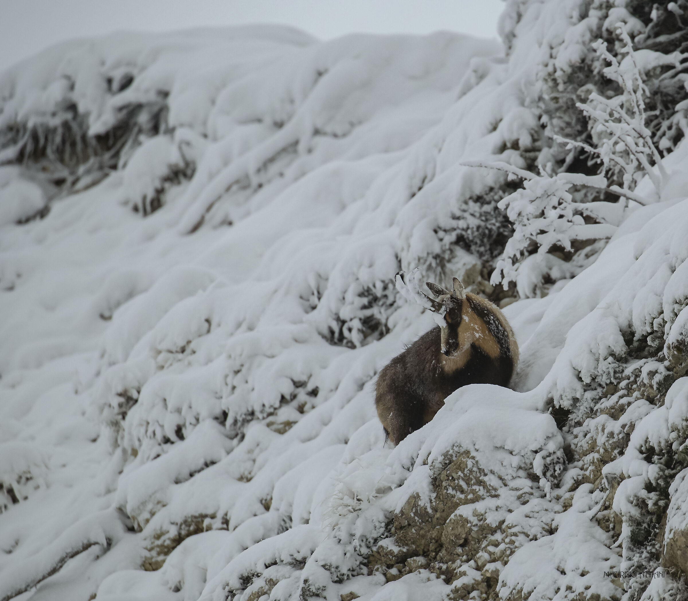Camoscio appenninico ( M.sibillini )
