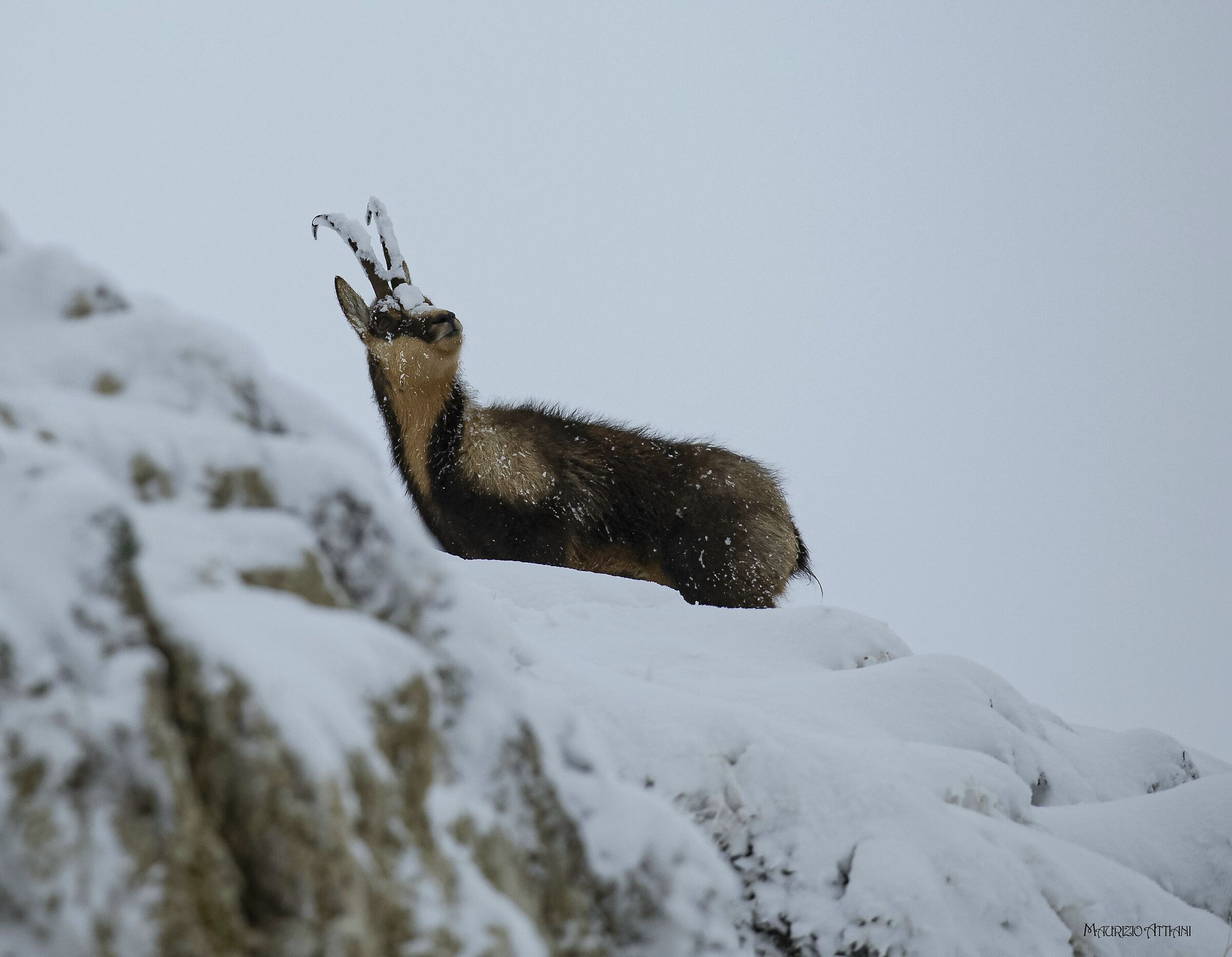 Camoscio appenninico ( M.sibillini )