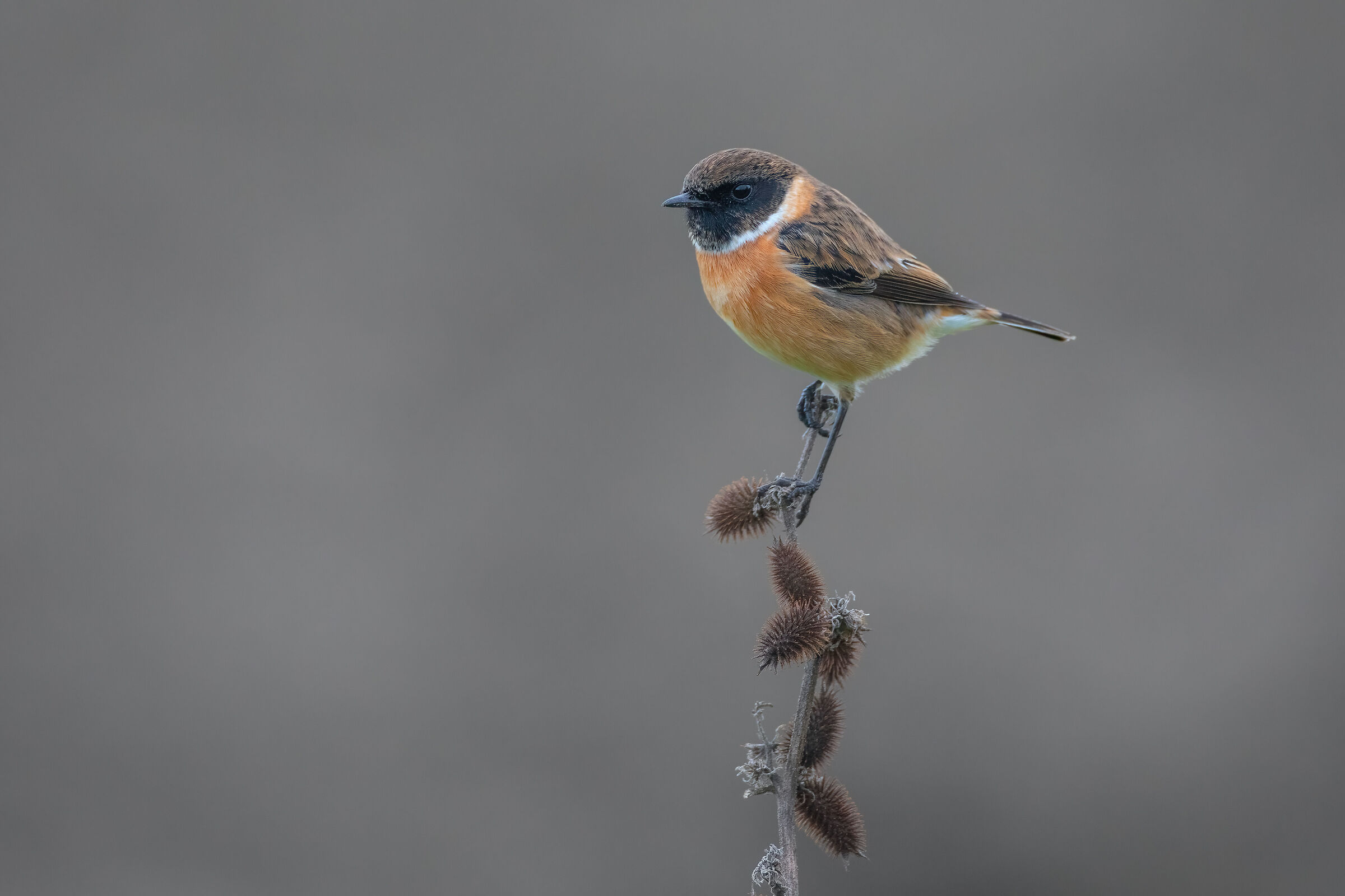 Saltimpalo Novembrino