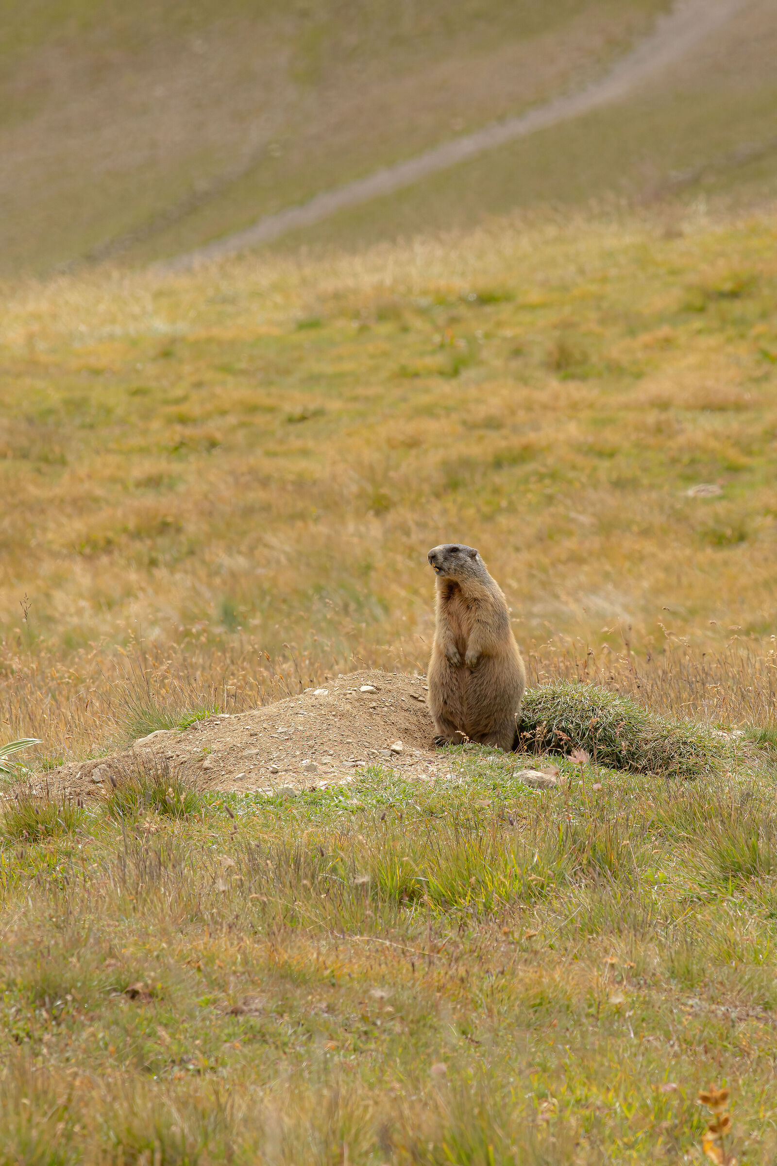 Marmotta