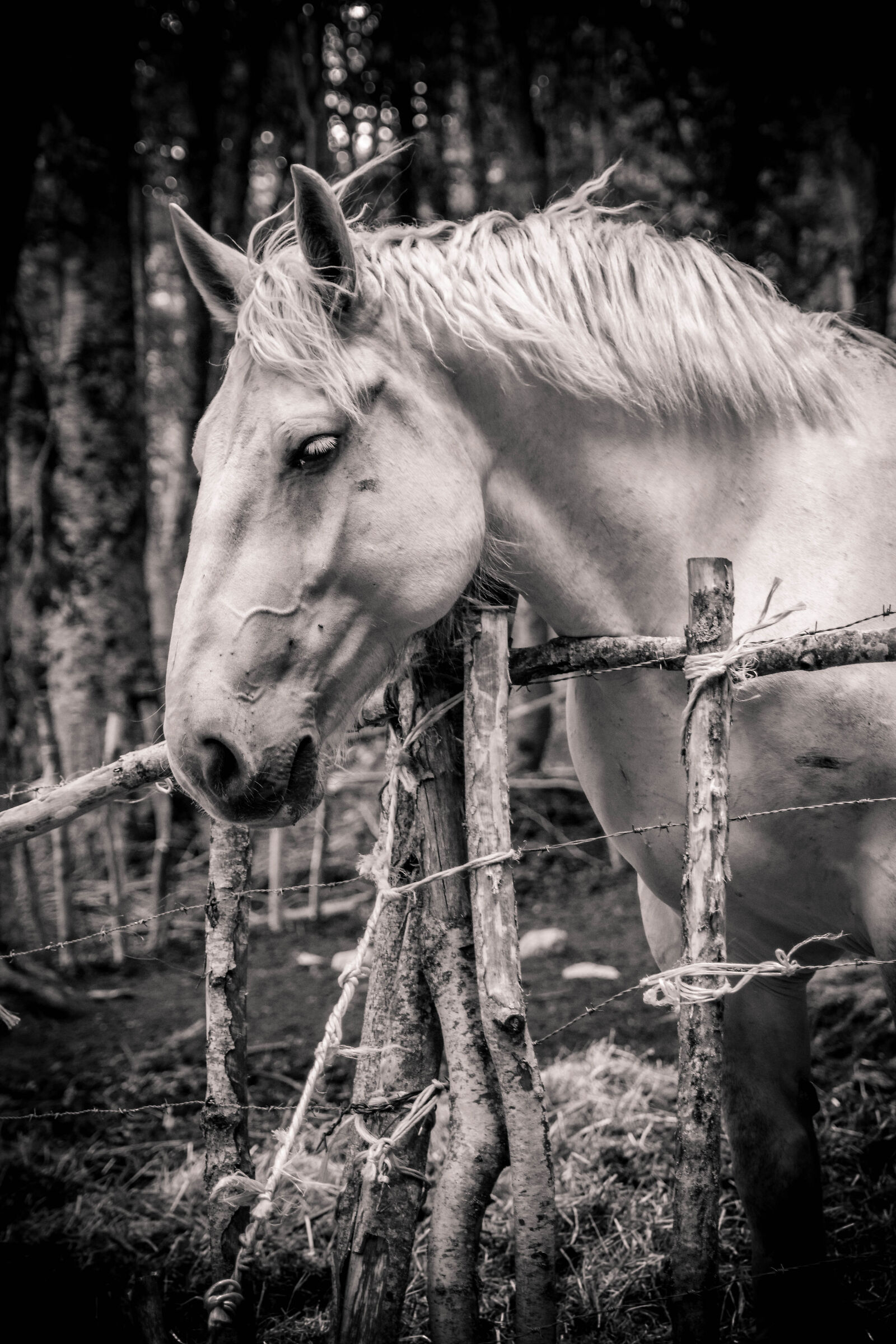 Horse