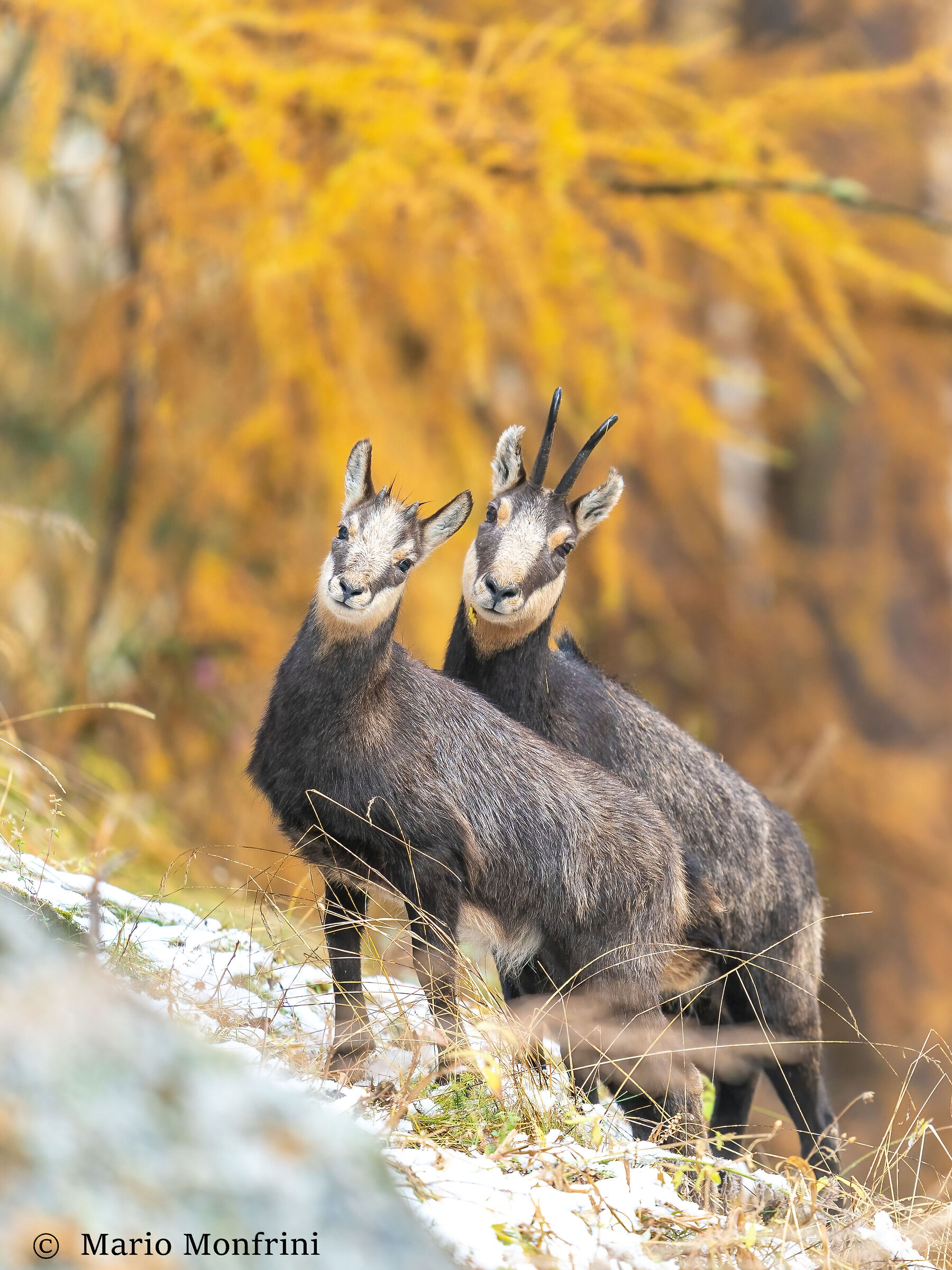 Chamois in autumn colors