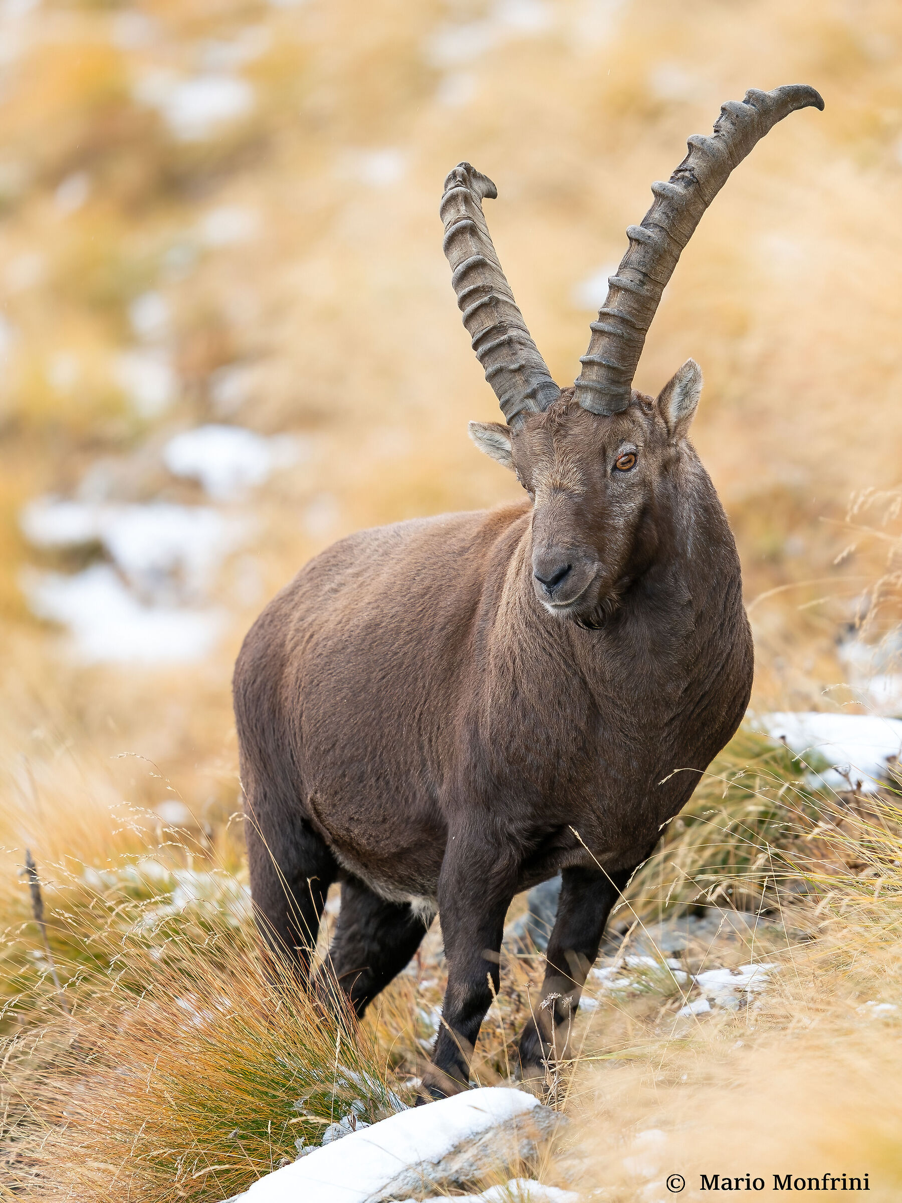 Male ibex