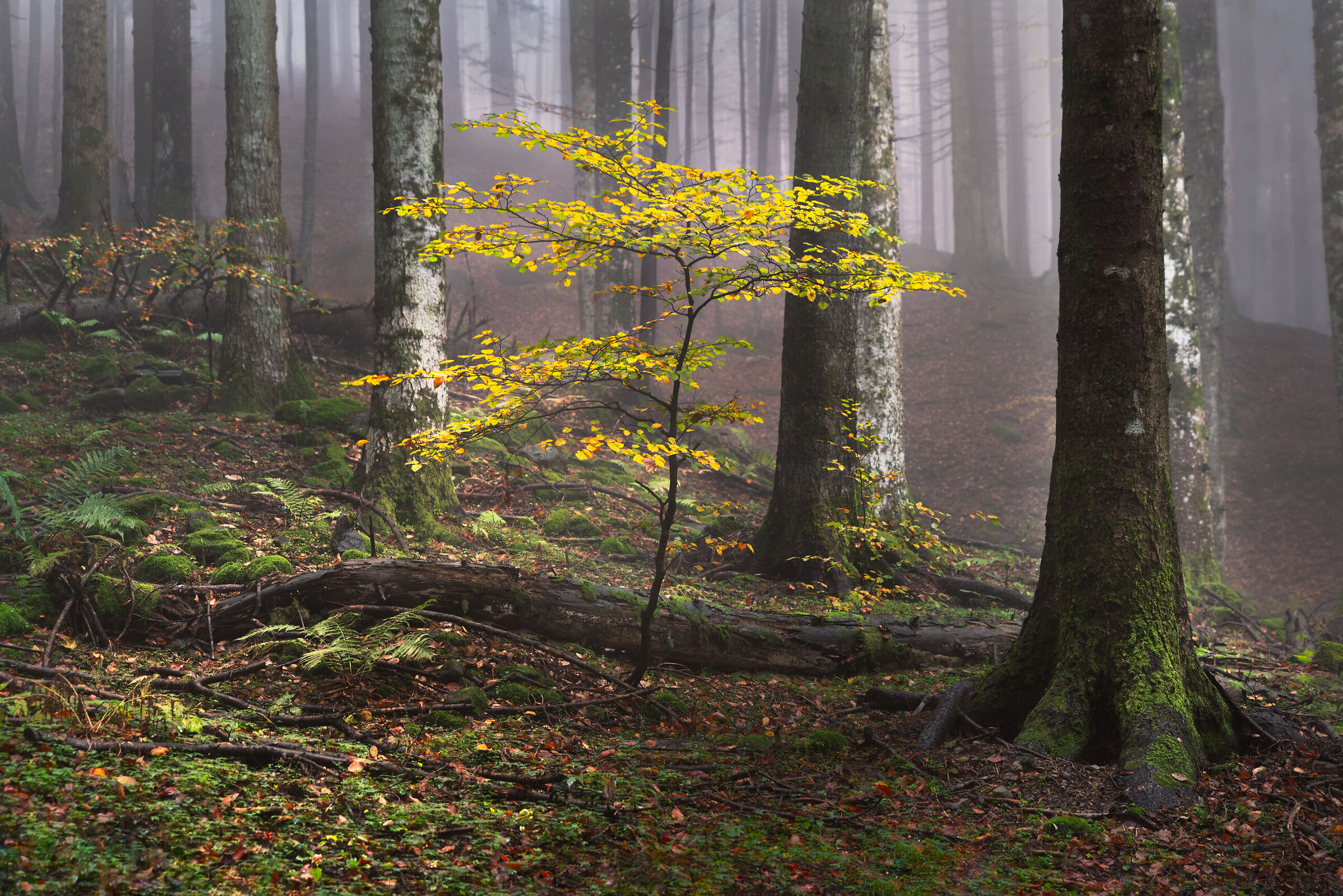 Scorci di sottobosco