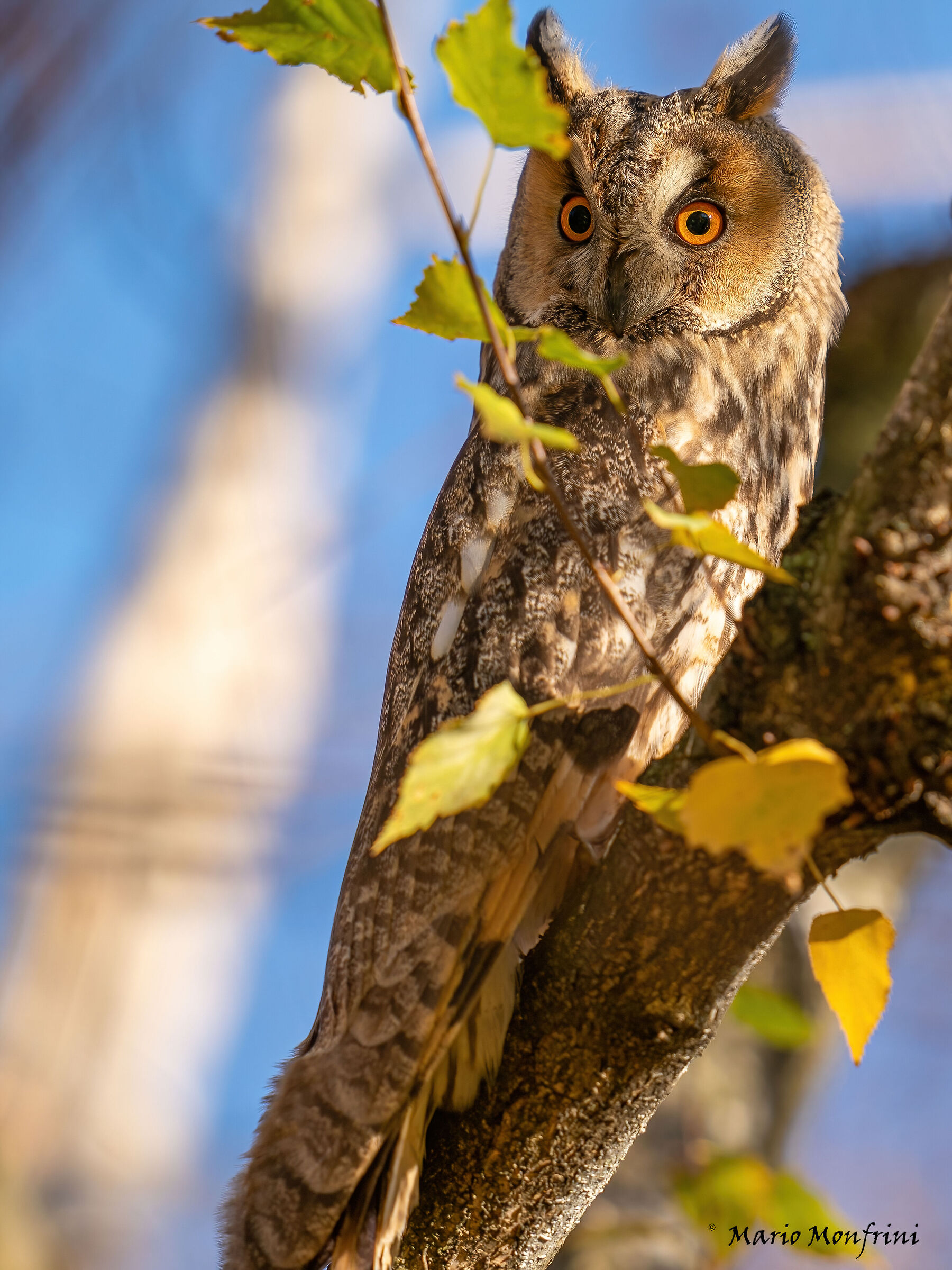 Magnetic look in autumn colors