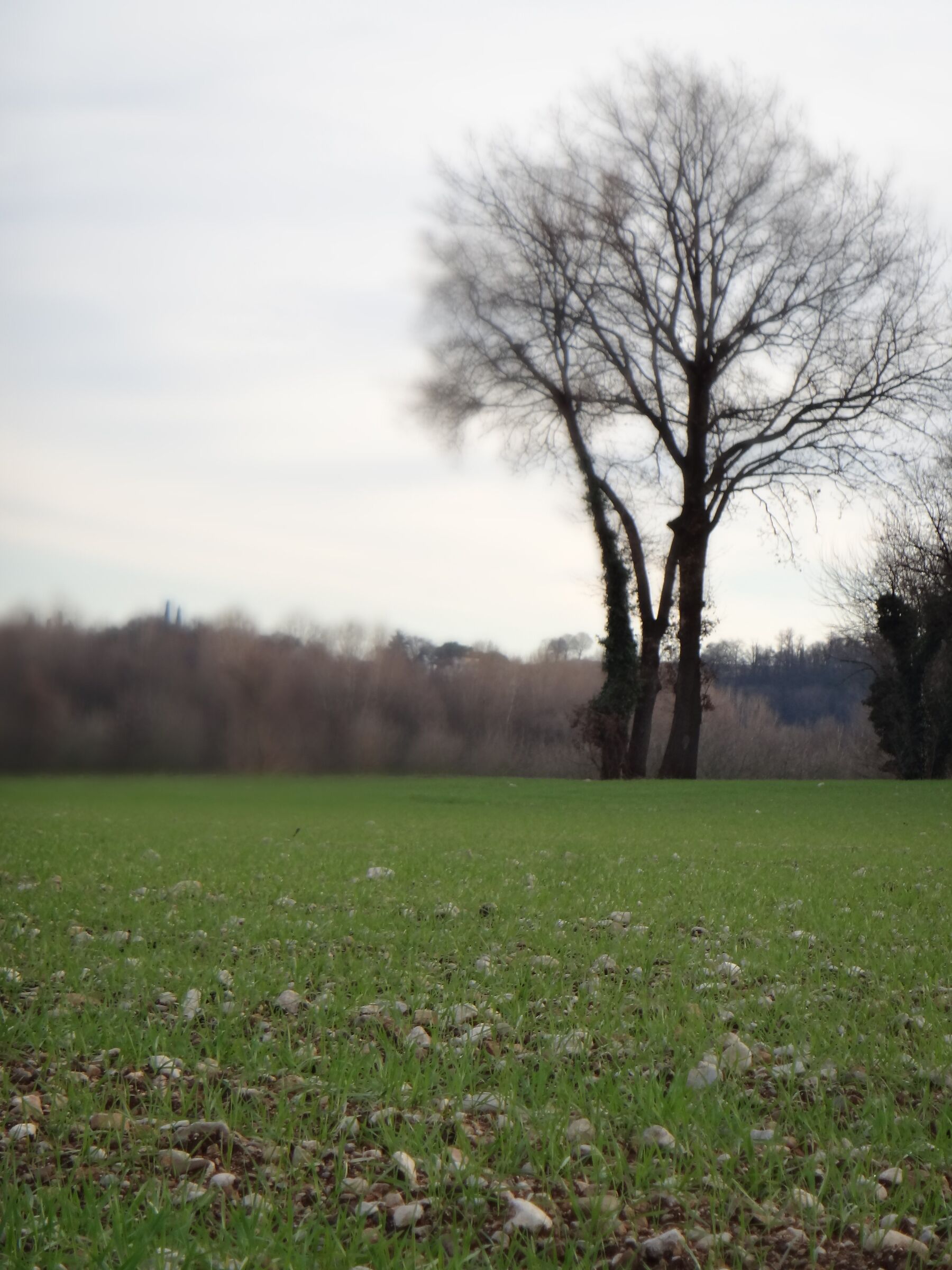 Castellaro Lagusello. Foschia.