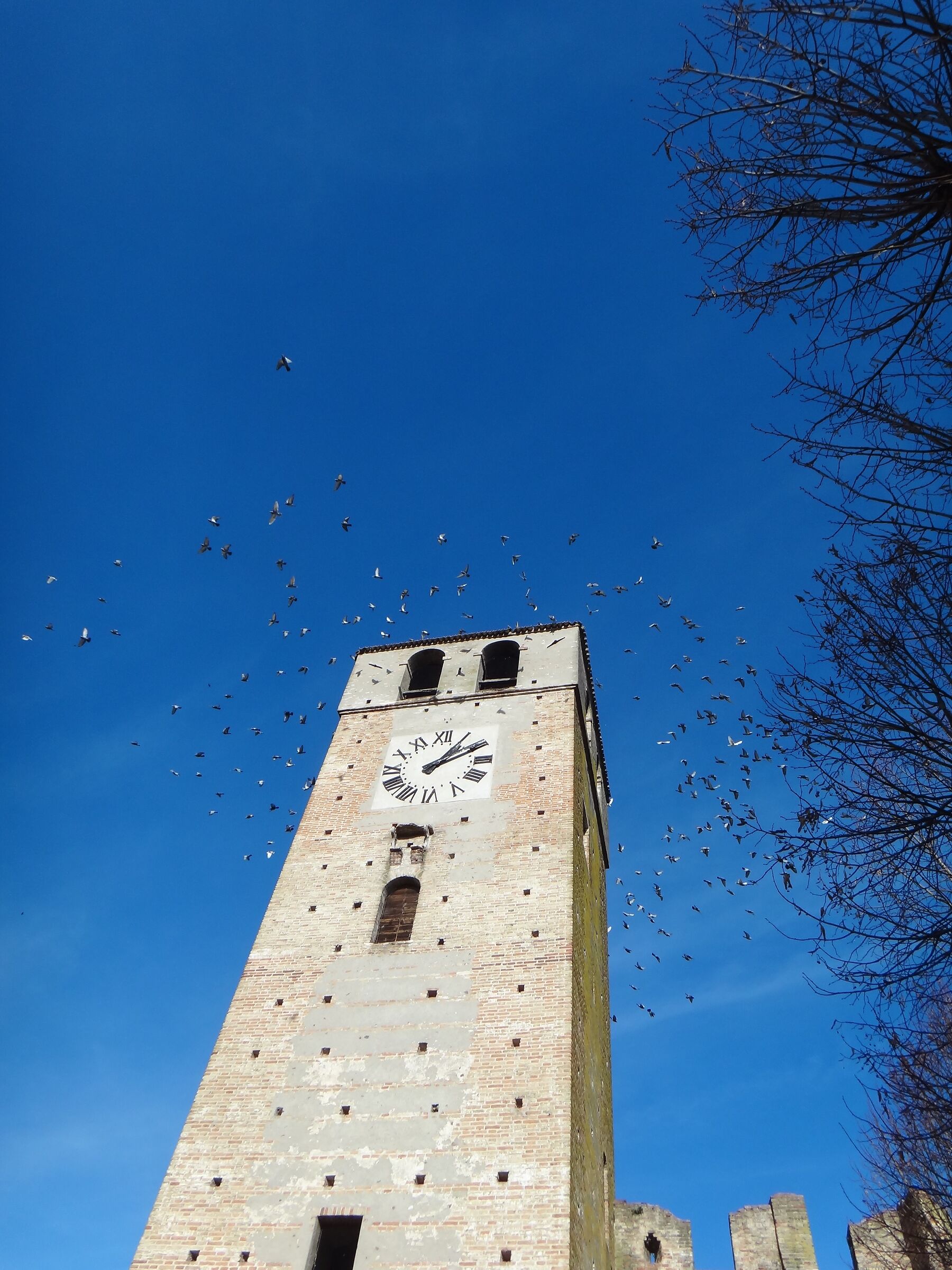 Castellaro Lagusello. Volo di rondini