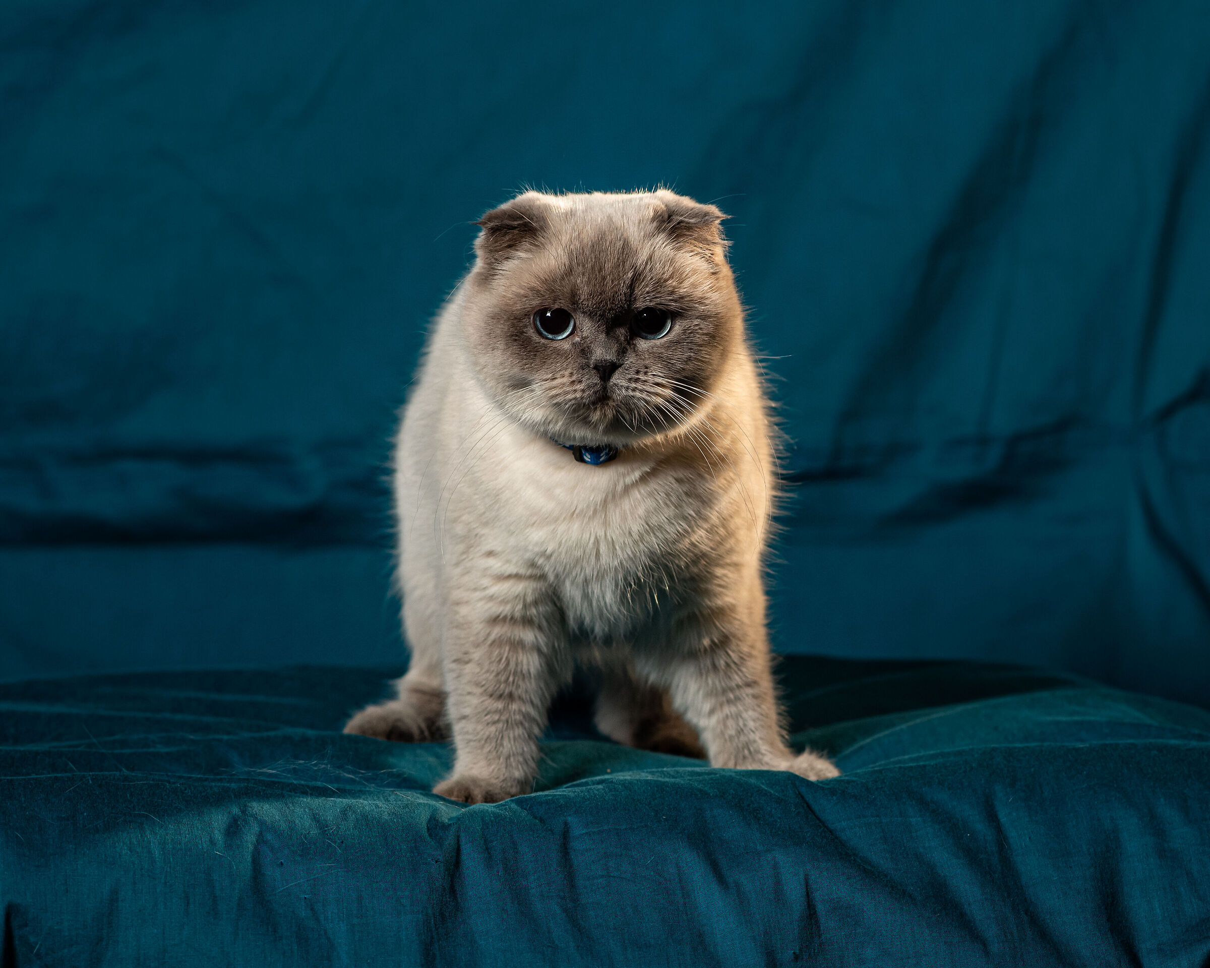 Diana [Scottish Fold]