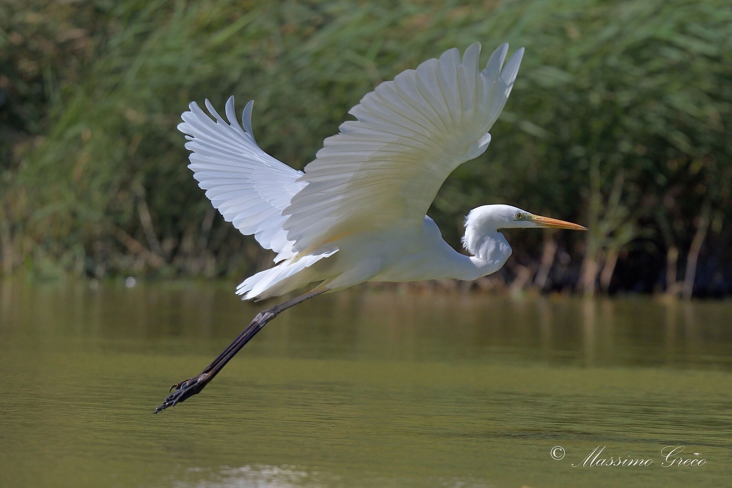 Airone bianco maggiore (Casmerodius albus)