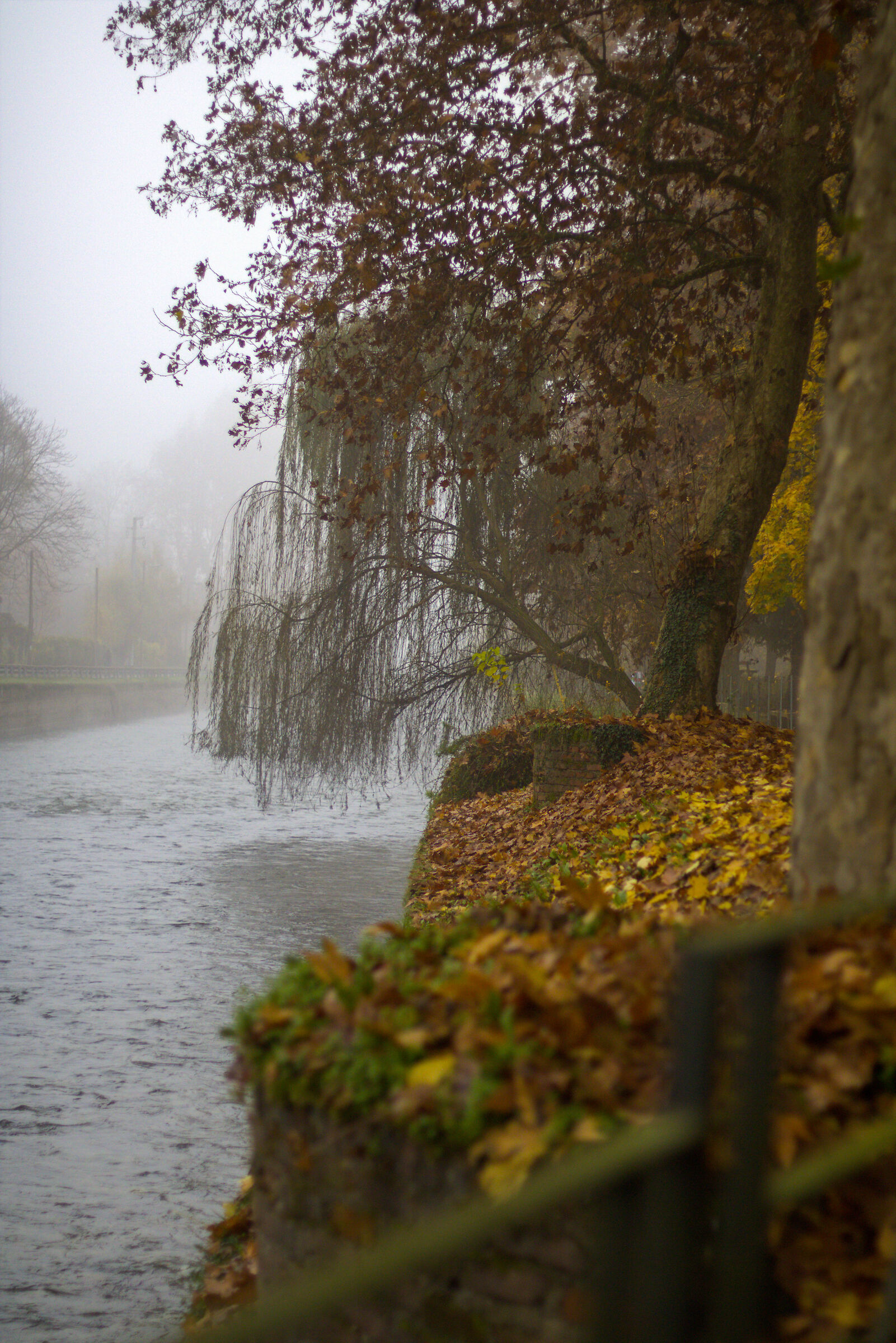 Nebbia sul Naviglio