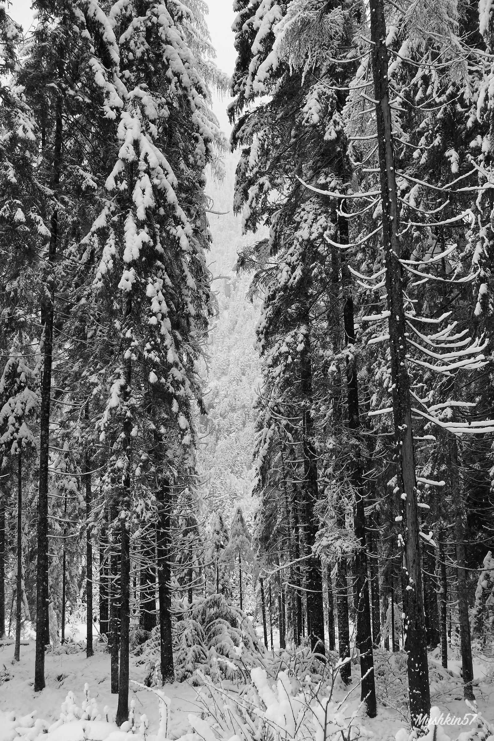 Passage between the fir trees