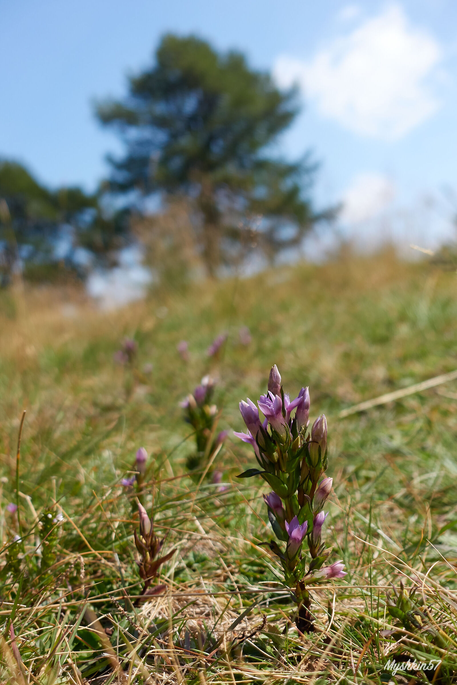 Boccioli di genziane