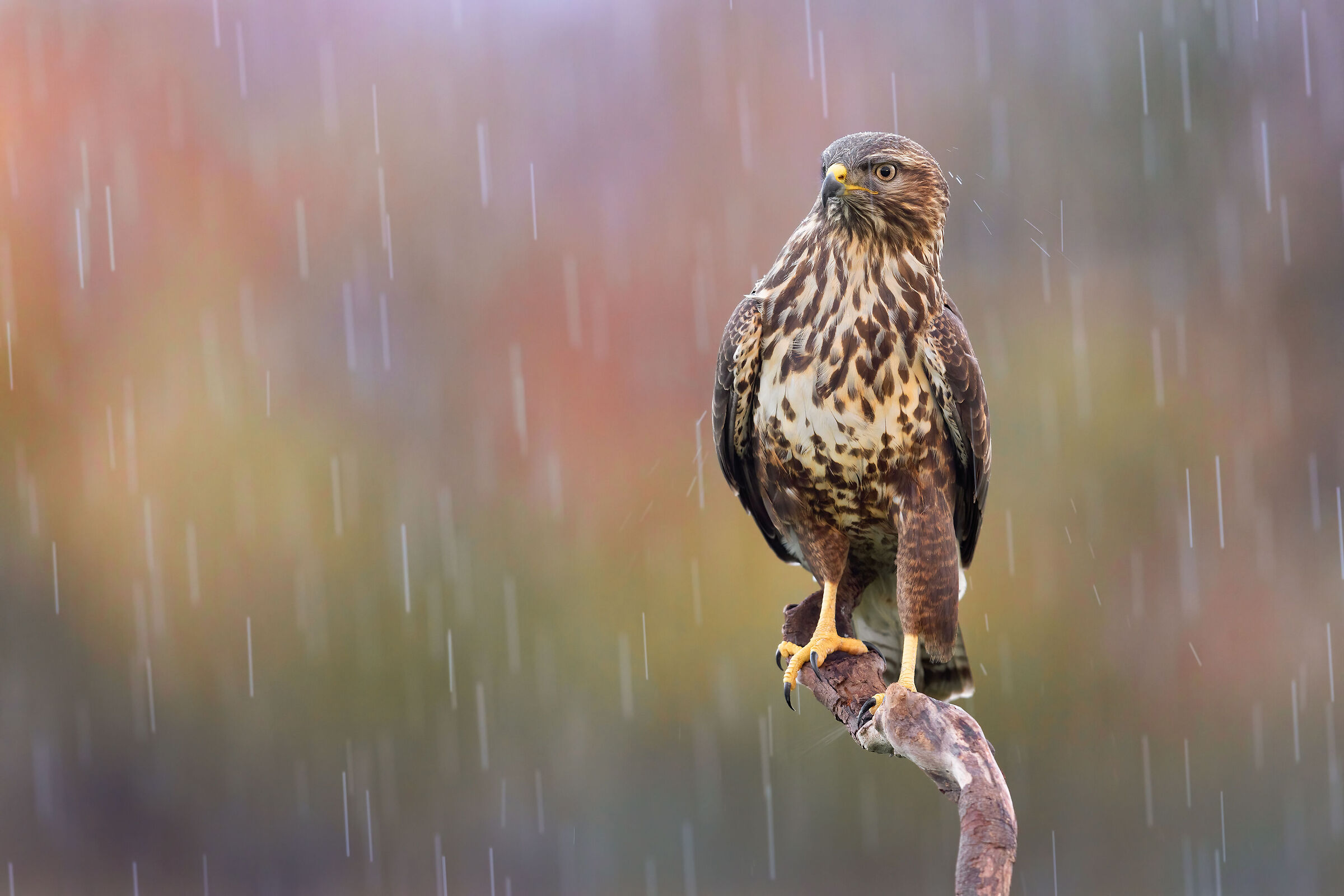 ma piove , piove....(Poiana)