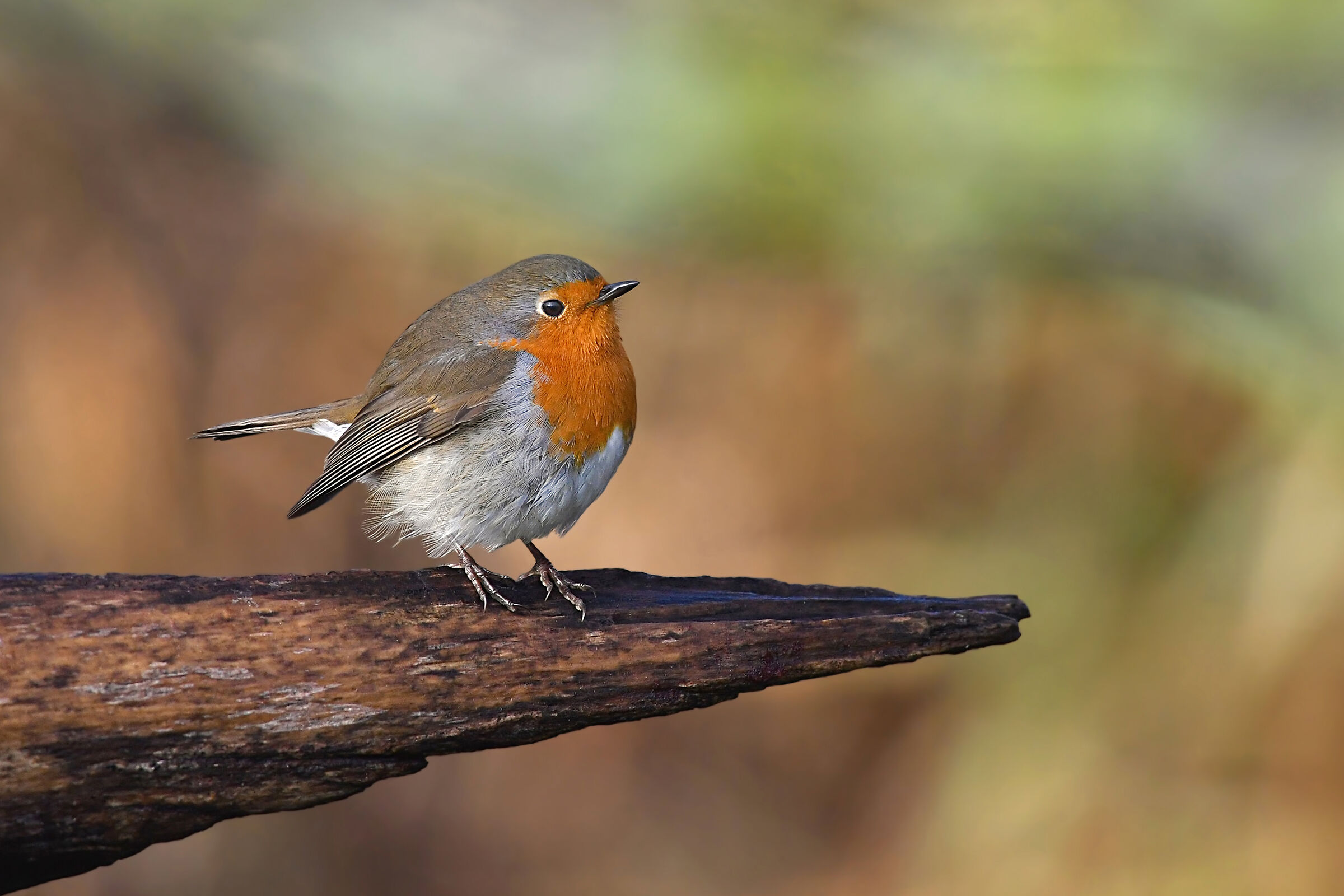 senza paura sull'orlo del precipizio