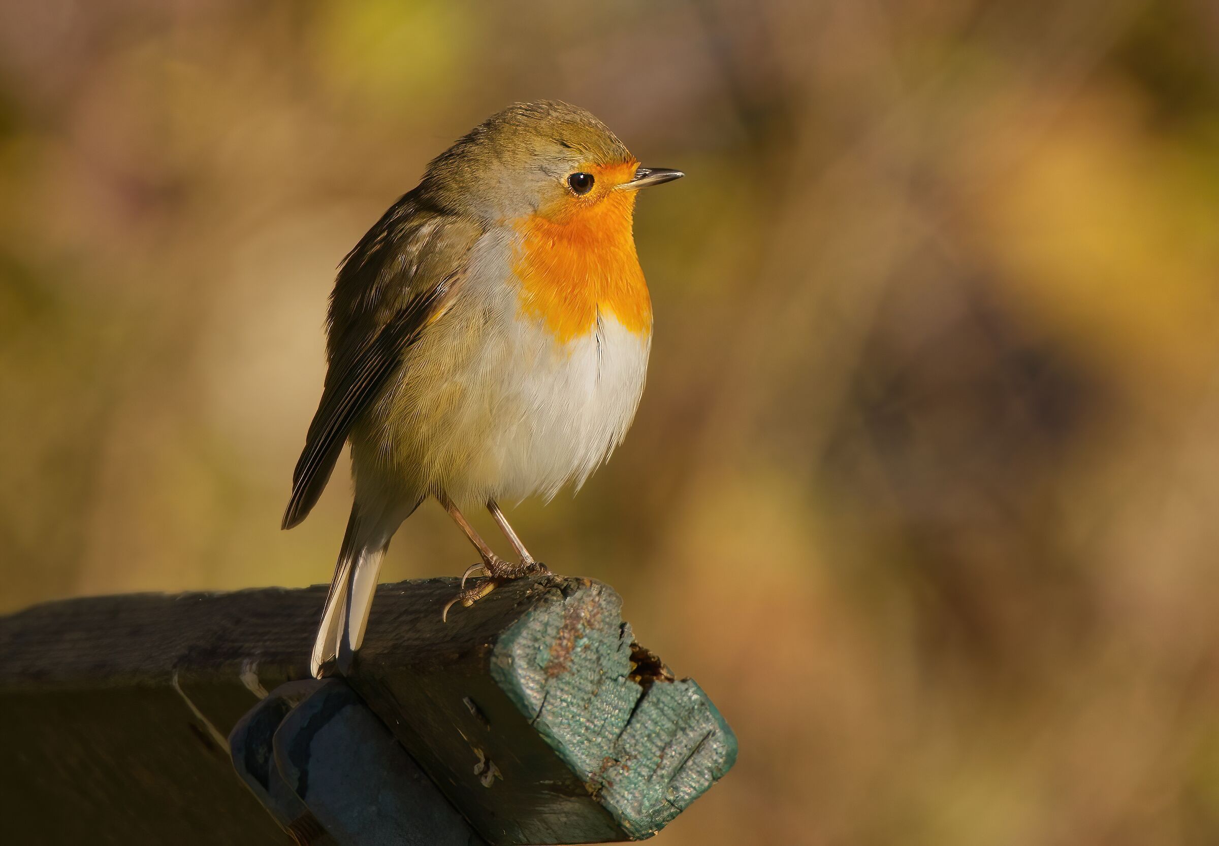 La panchina di Robin