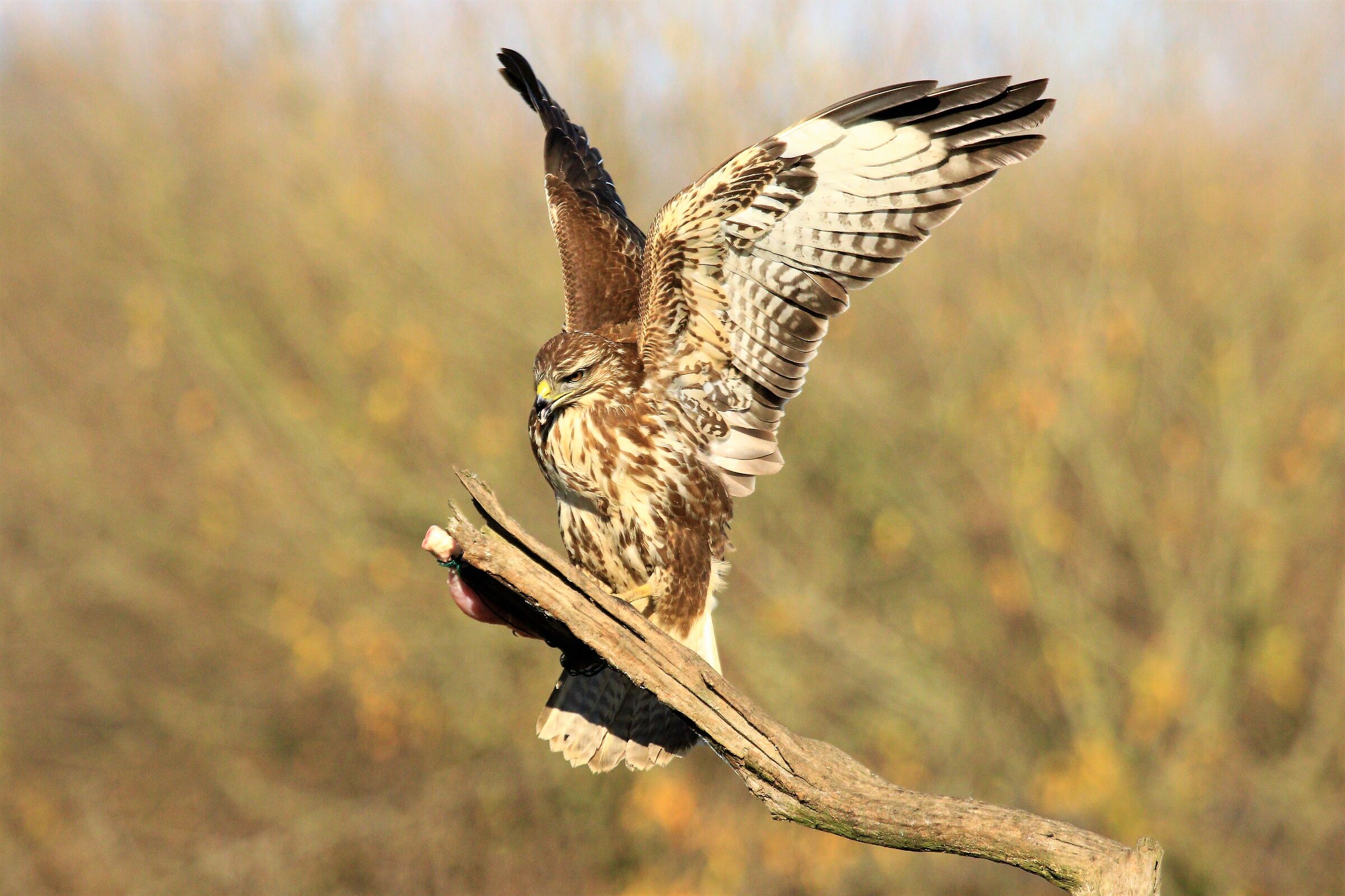 buzzard