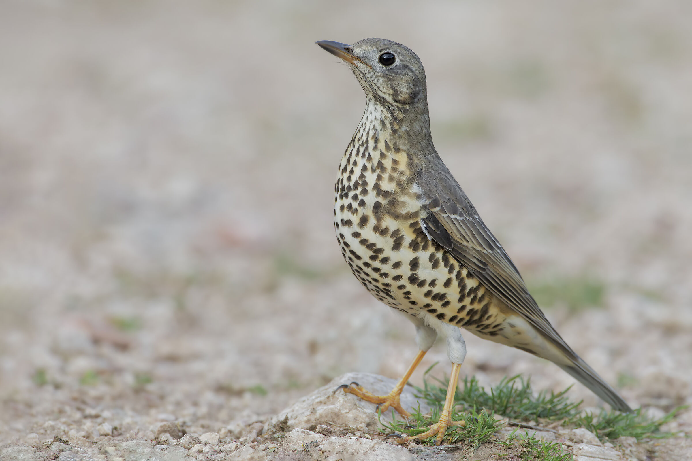 Mistle thrush
