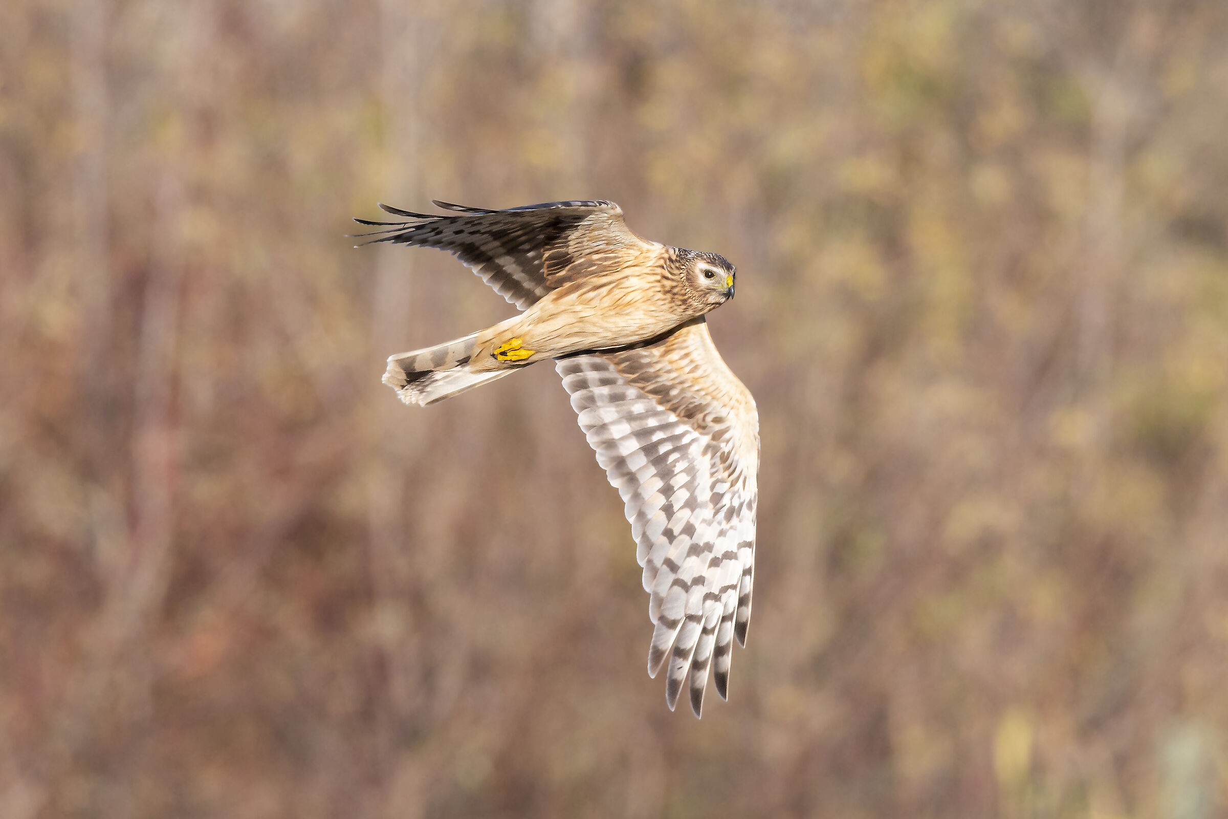 Hen harrier