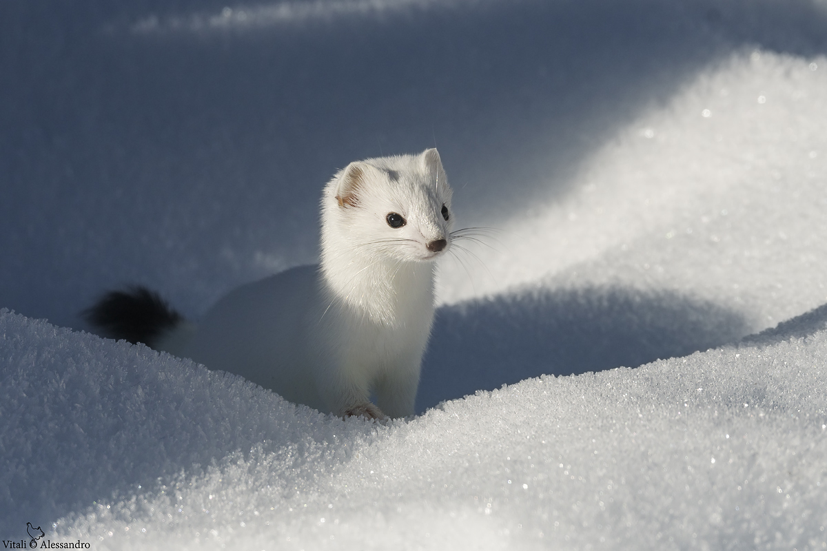 Ermine