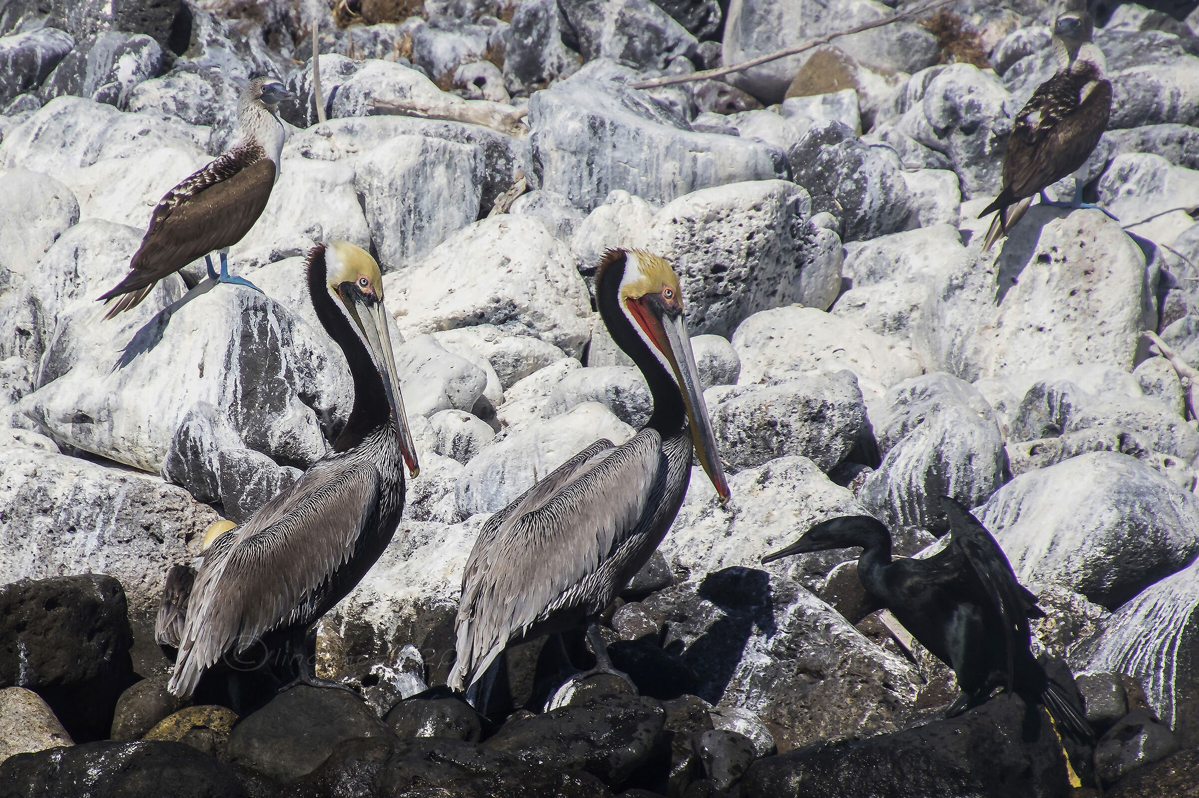 Pellicani bruni...in compagnia