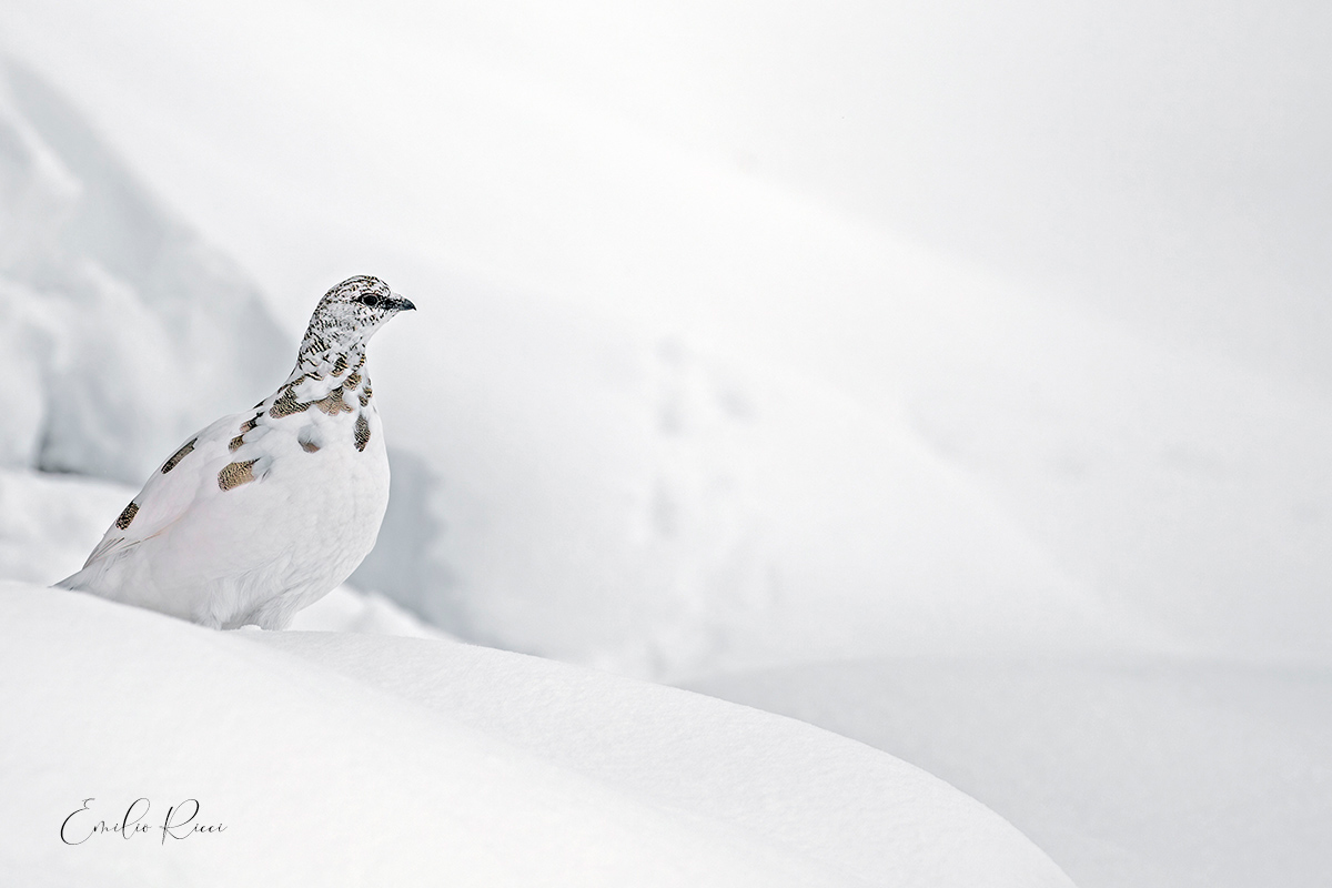 Ptarmigan