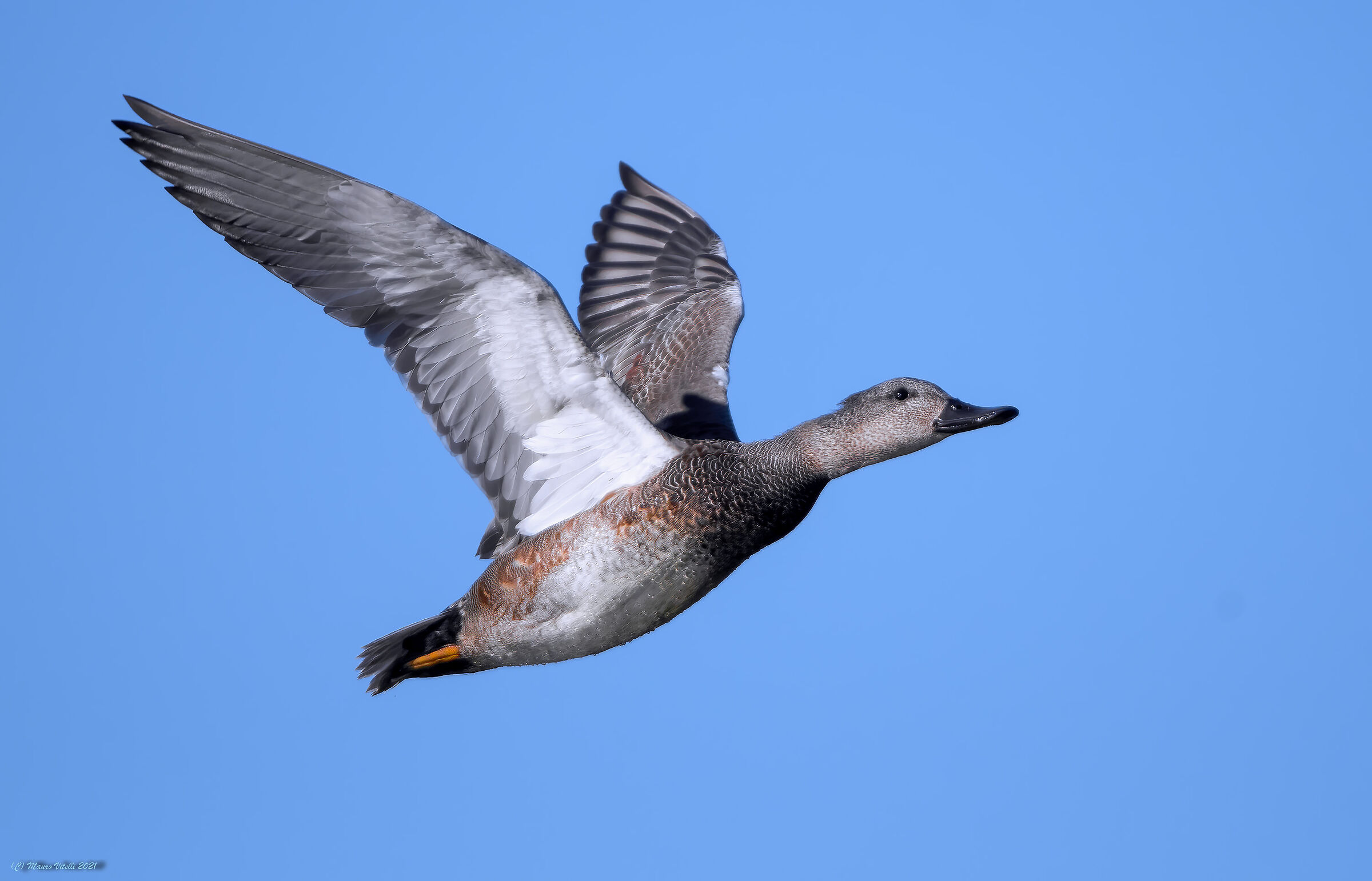 Canapiglia (Anas strepera)
