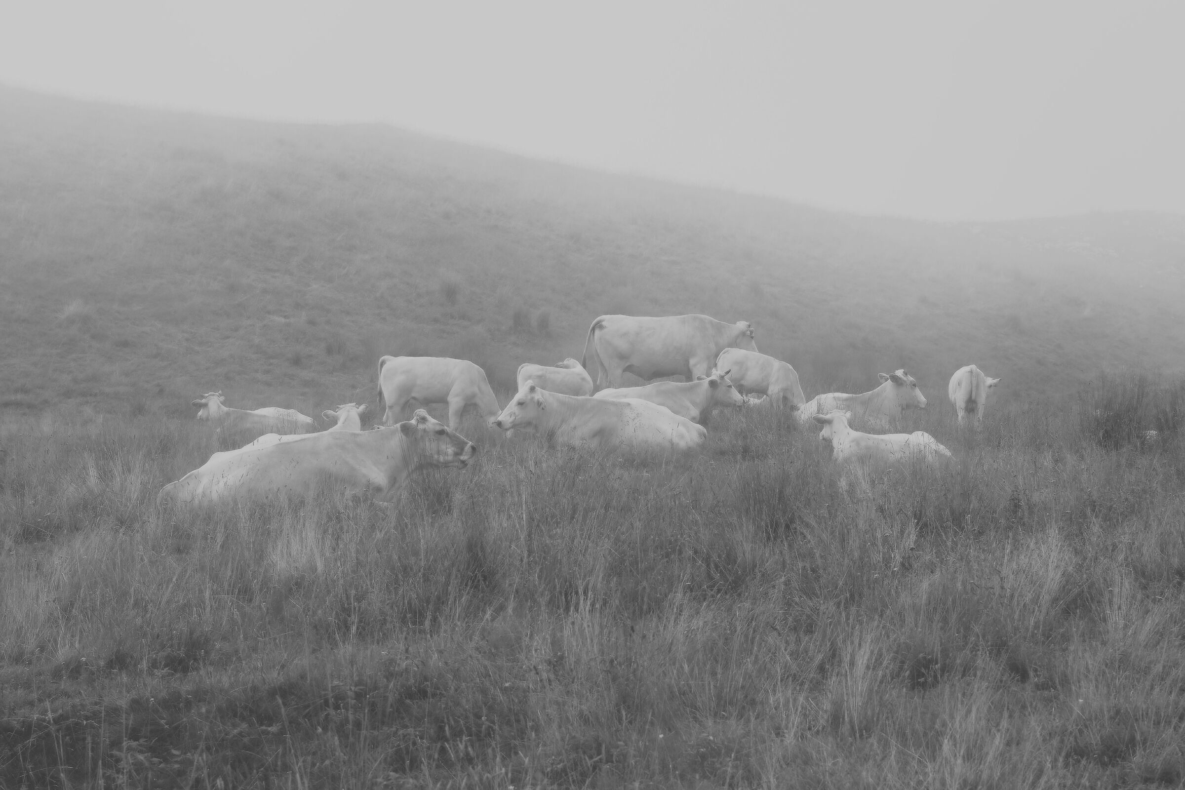 Quiete e silenzio monochrom