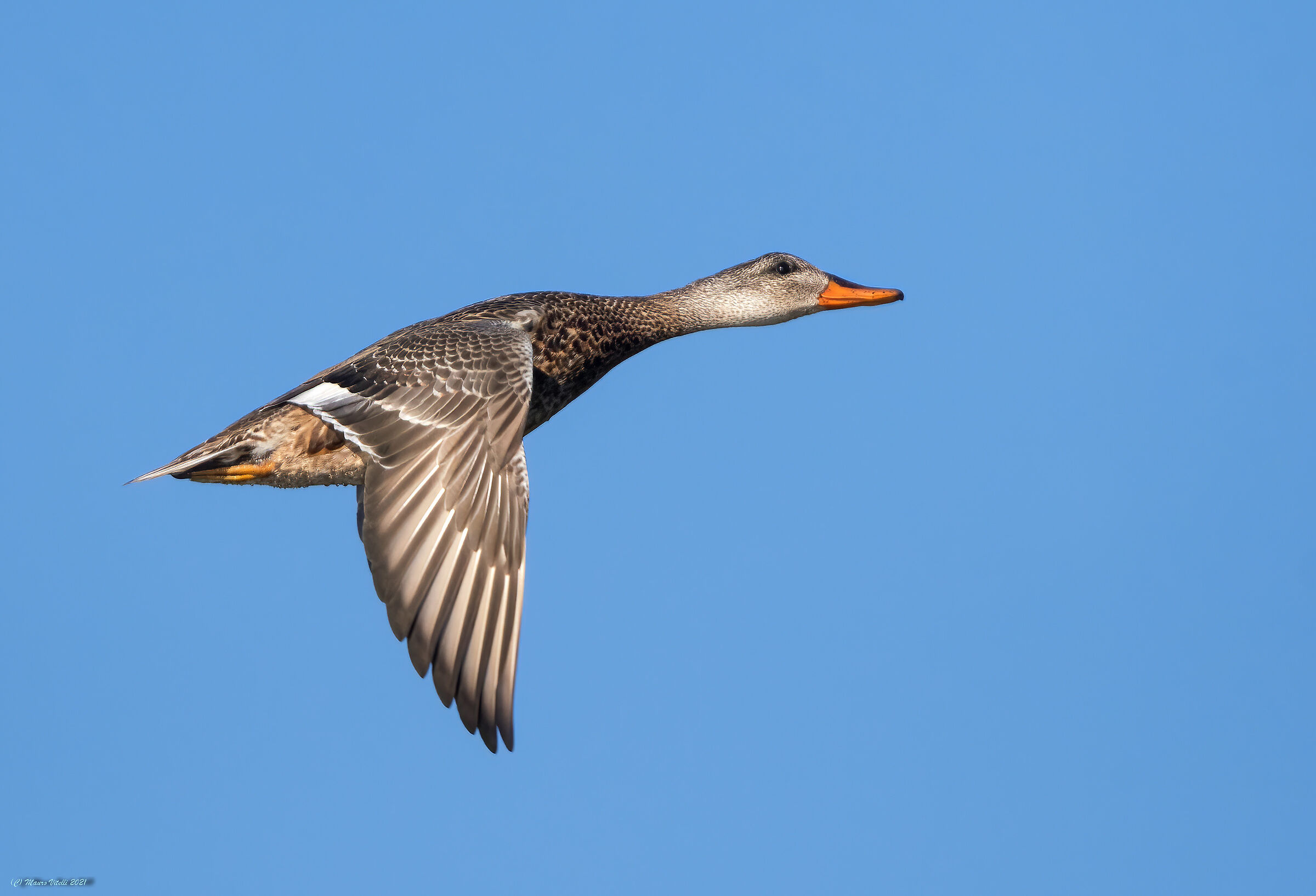 Canapiglia (Anas strepera) femina