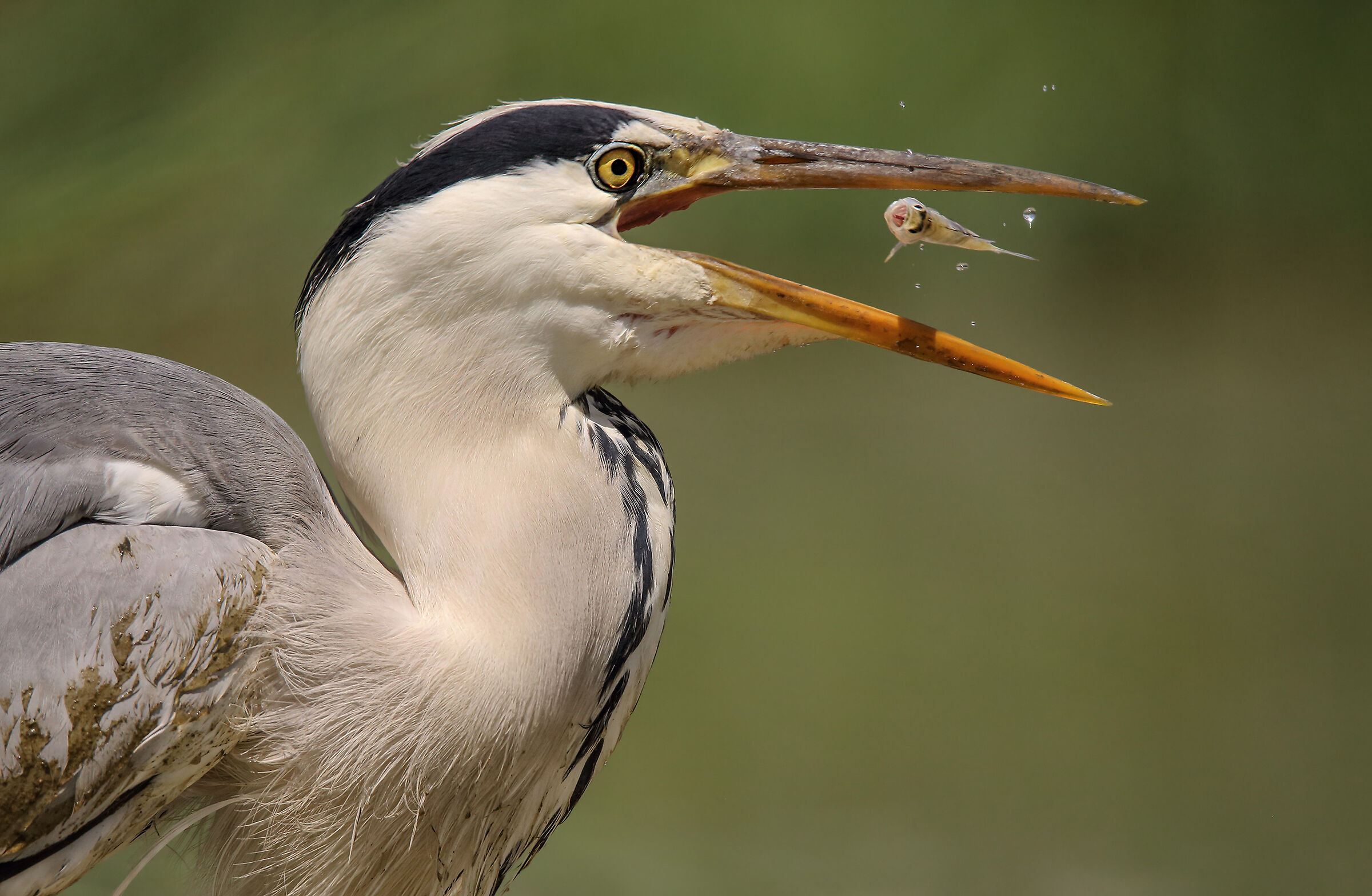 The insatiable (ardea cinerea)