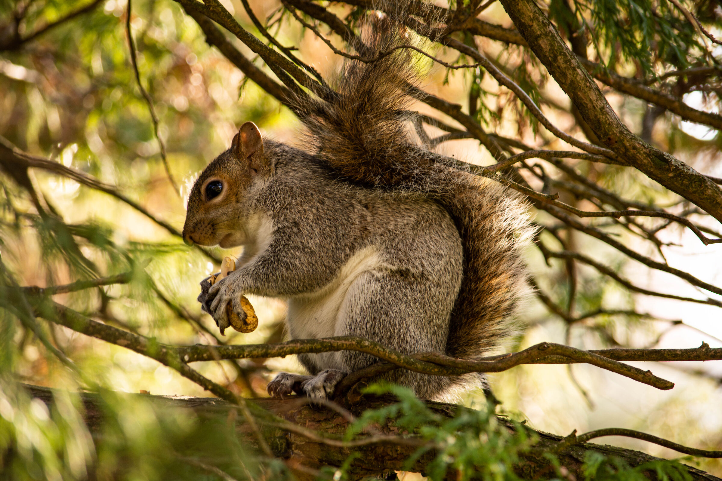 Scoiattolo fra i rami