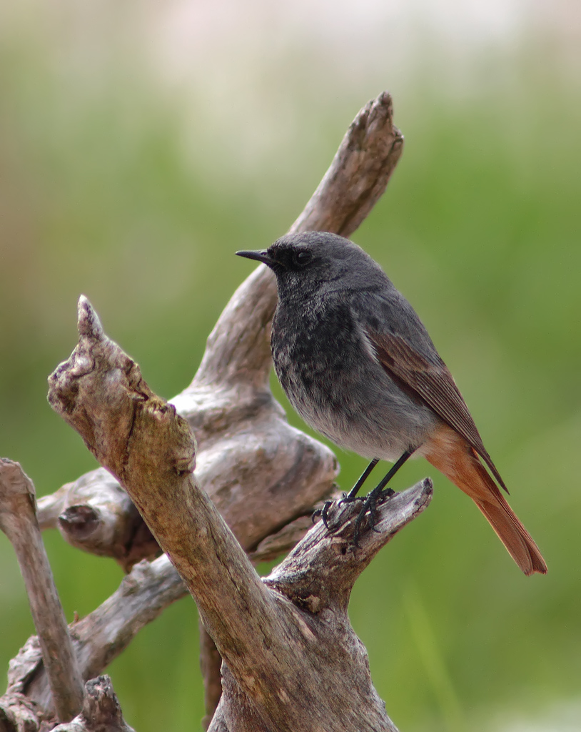 Black Redstart
