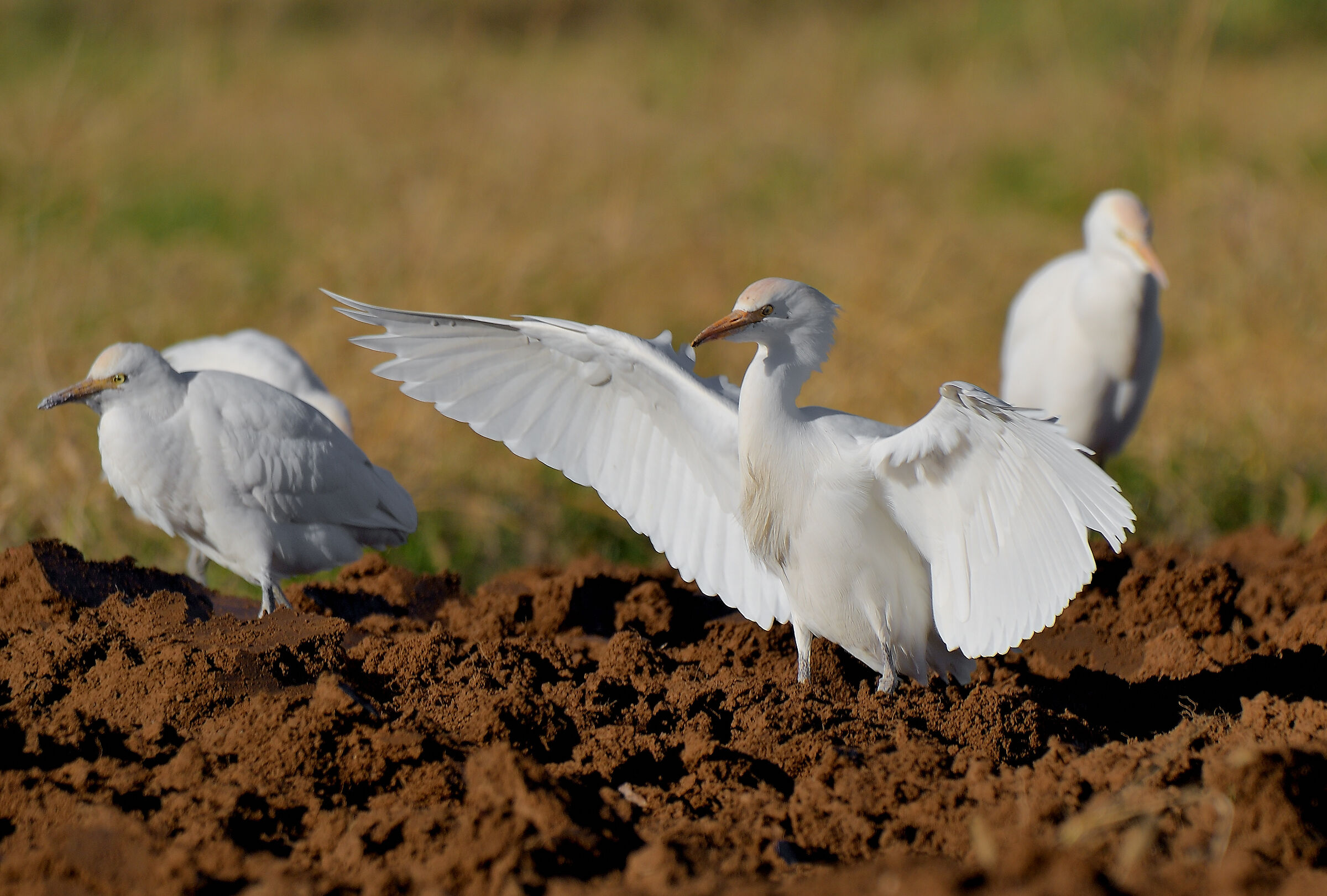 il bianco  candore dell'airone guardabuoi