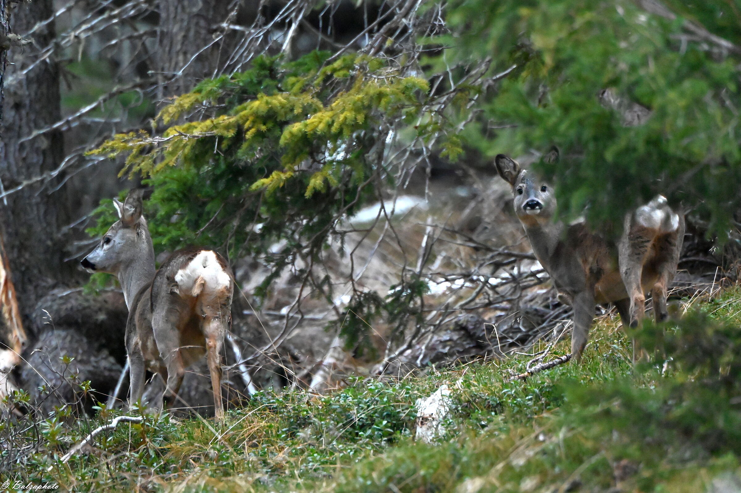 Roe deer chies face the first winter