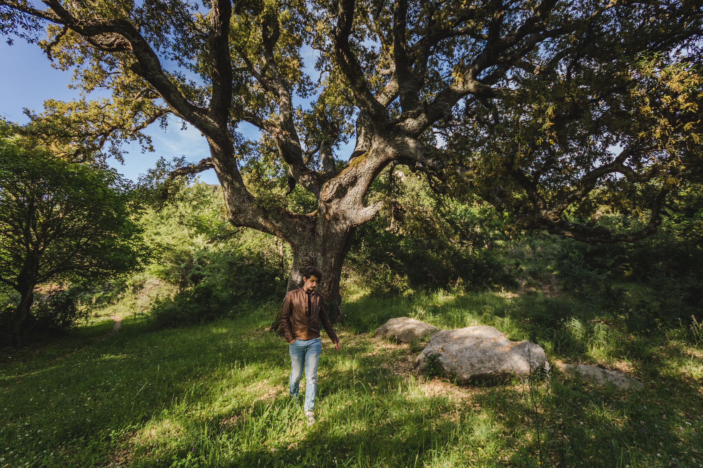 Discovering the centuries-old cork oak