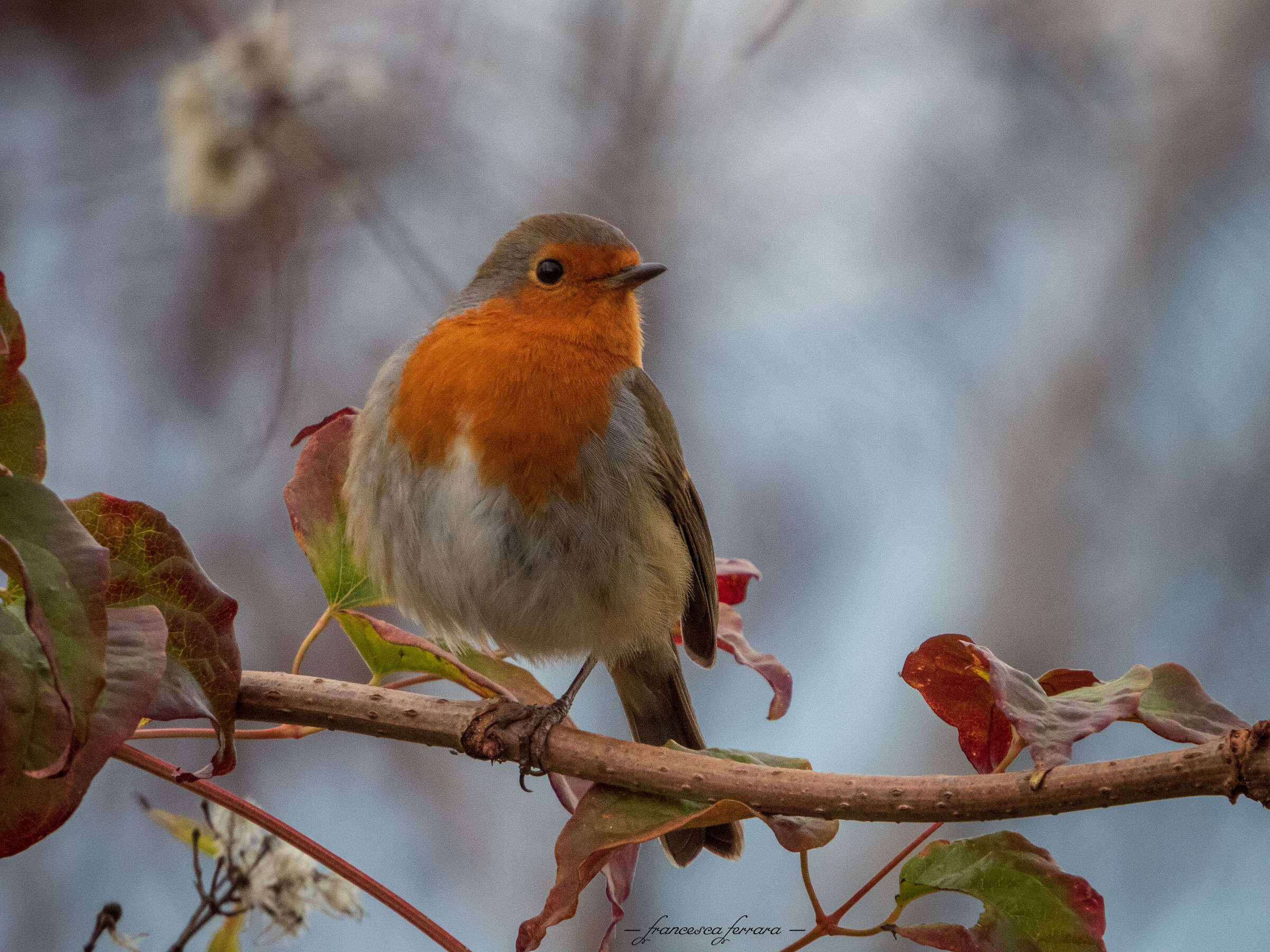 Pettirosso (Erithacus Rubecola)_15
