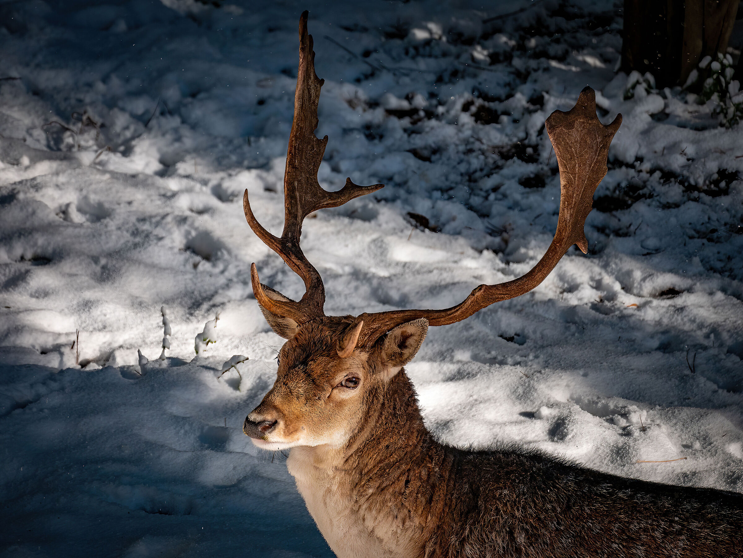 Cervo della Sila Piccola.